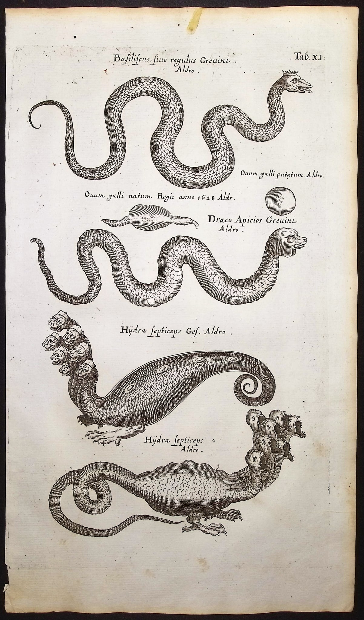 Merian & Jonston - Hydra, Snake or Serpent. 11 (1 of 1)