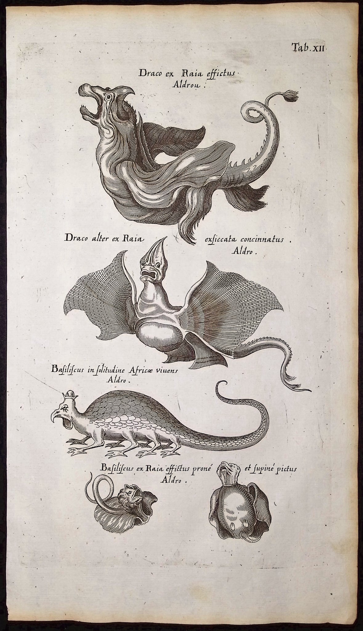 Merian & Jonston - Dragons. 12 (1 of 1)