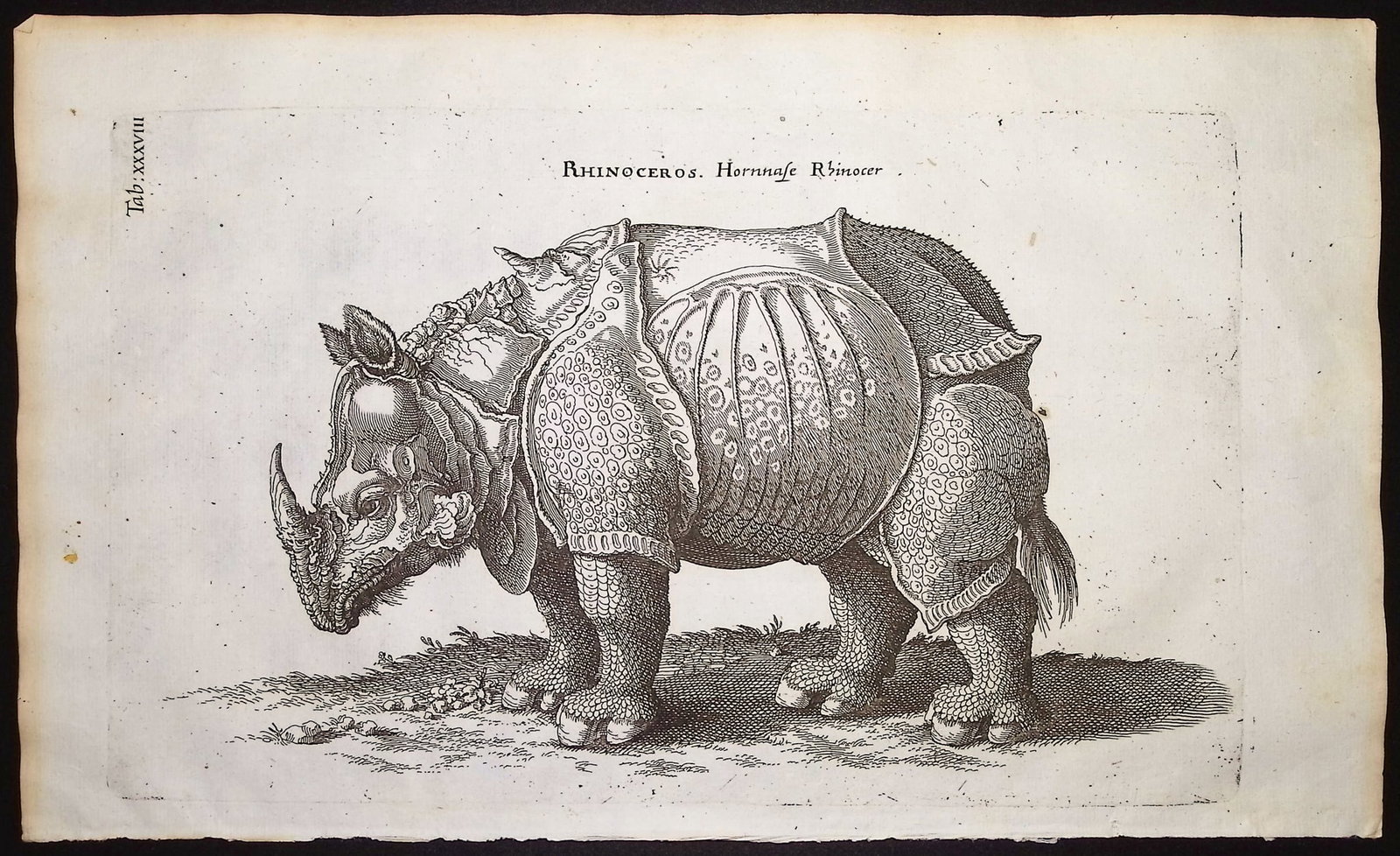Merian & Jonston - Rhinoceros after Albrecht Durer. 38 (1 of 1)