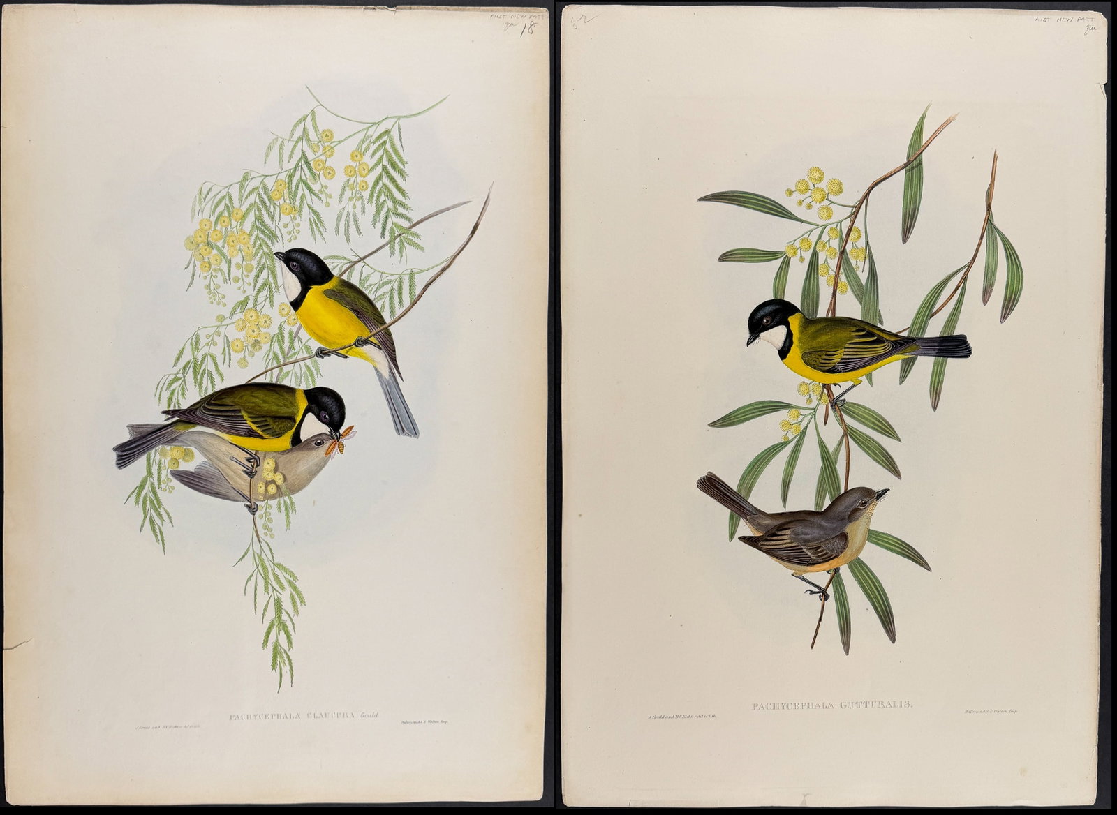 Gould, Australia - 3 Whistler Lithographs: Included in this lot: Guttural Pachycephala or Guttural Whistler [Pachycephala Gutturalis] North-western Rufous Whistler [Pachycephala Falcata] Tasmanian Golden Whistler [Pachycephala Glaucura] Descri