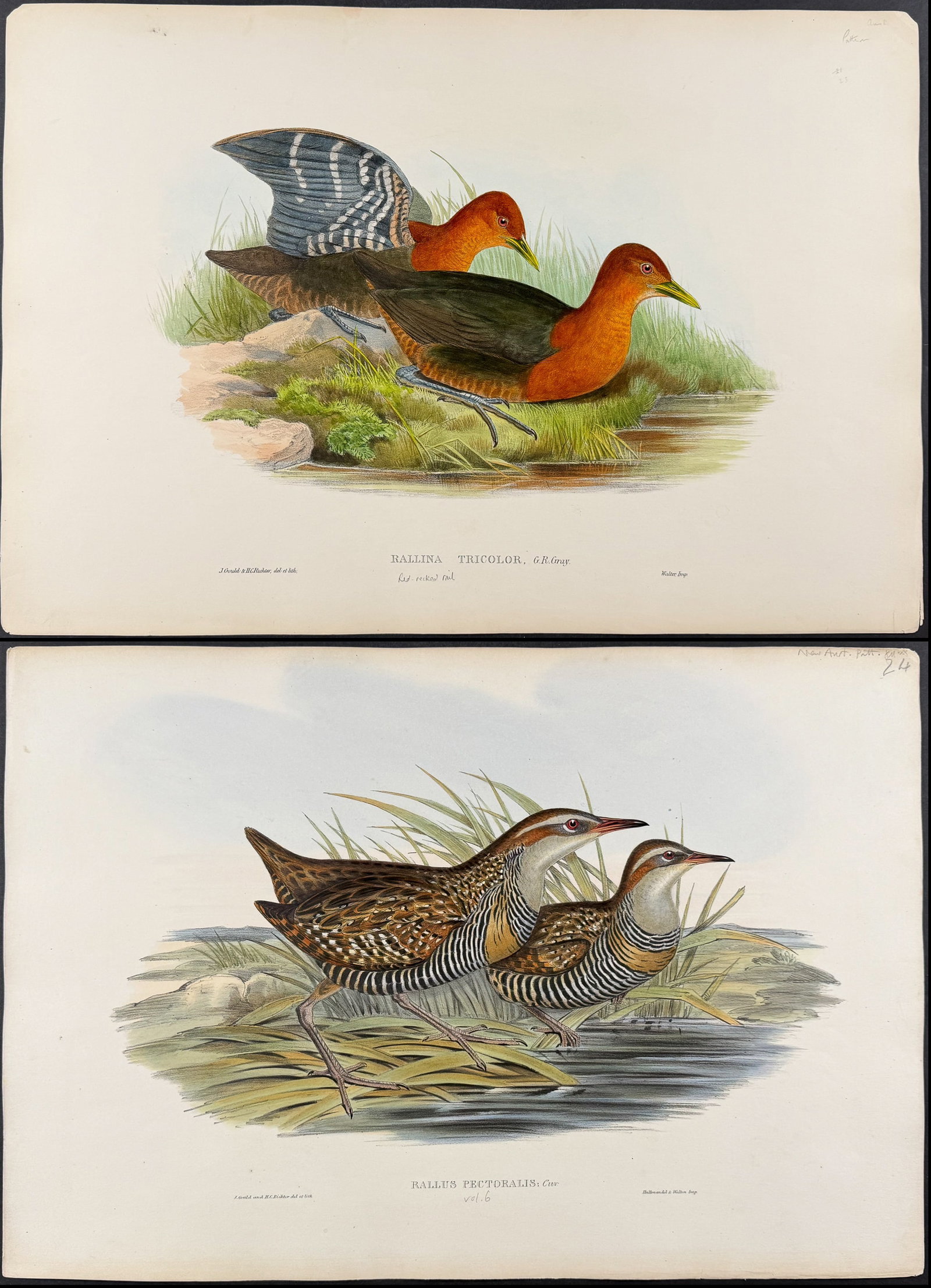 Gould, Australia - Pair of Rail Lithographs (1 of 3)