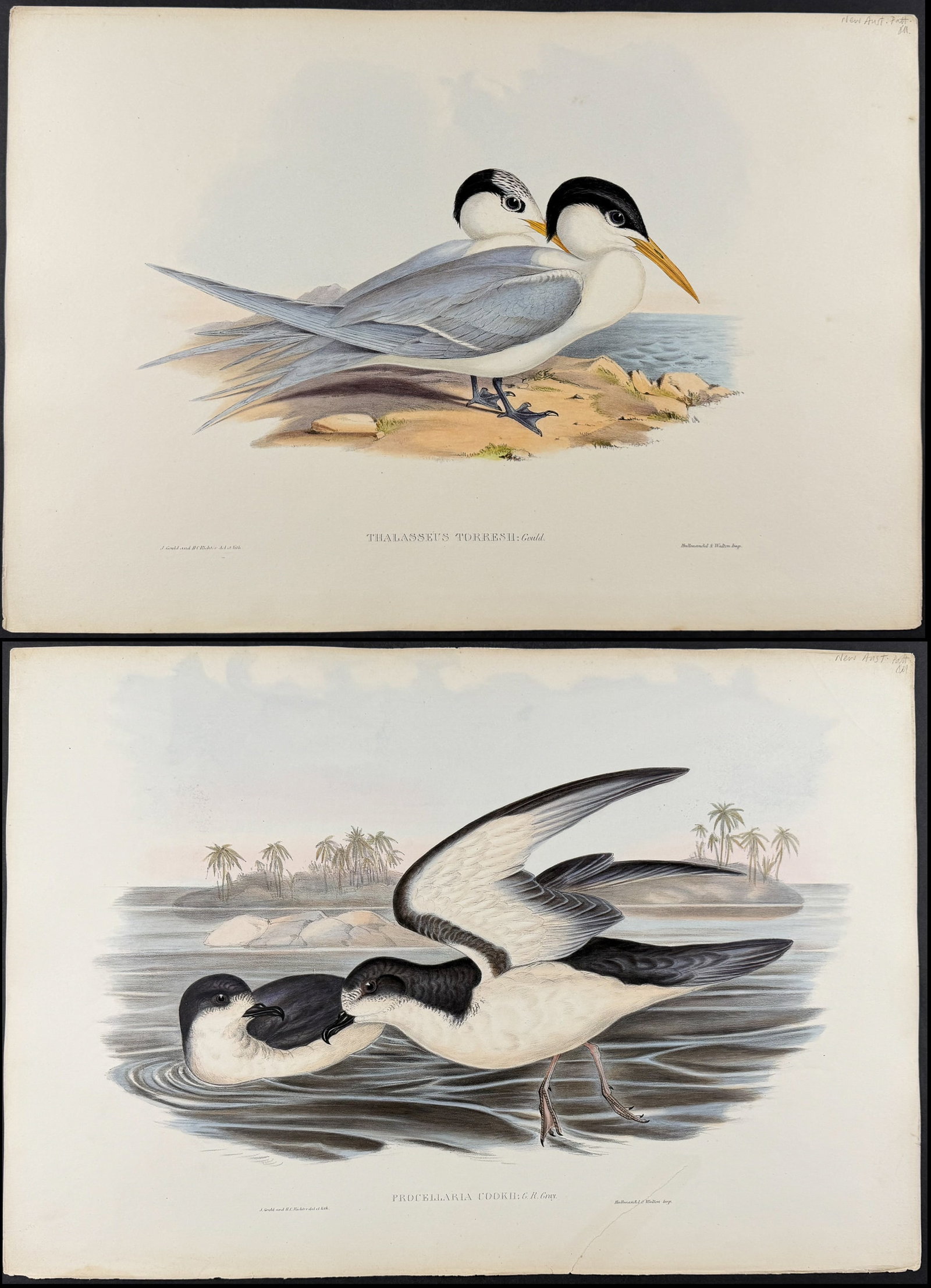 Gould, Australia - Pair of Bird Lithographs: Petrel, Tern (1 of 3)
