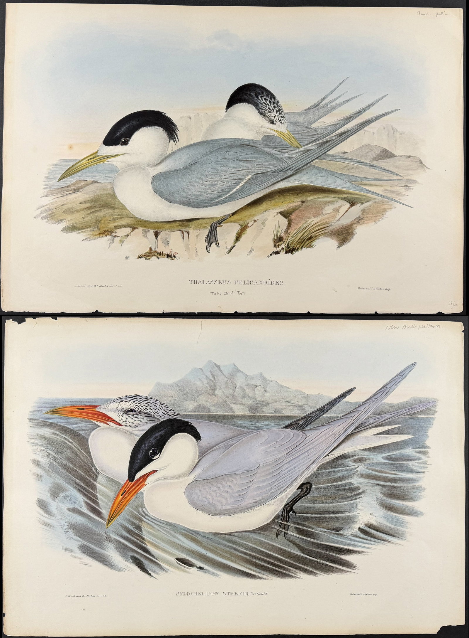 Gould, Australia - Pair of Tern Lithograph: Included in this lot: Powerful Tern [Sylochelidon Strenuus] Torres' Straits Tern [Thalasseus Pelicanoides] Description of the work: This hand-colored folio lithograph is from the esteemed John Gould?s