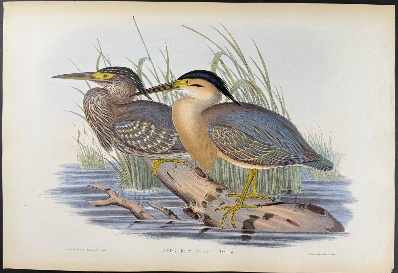 Gould, Australia - Little Bittern [Ardetta Stagnatilis] (1 of 1)