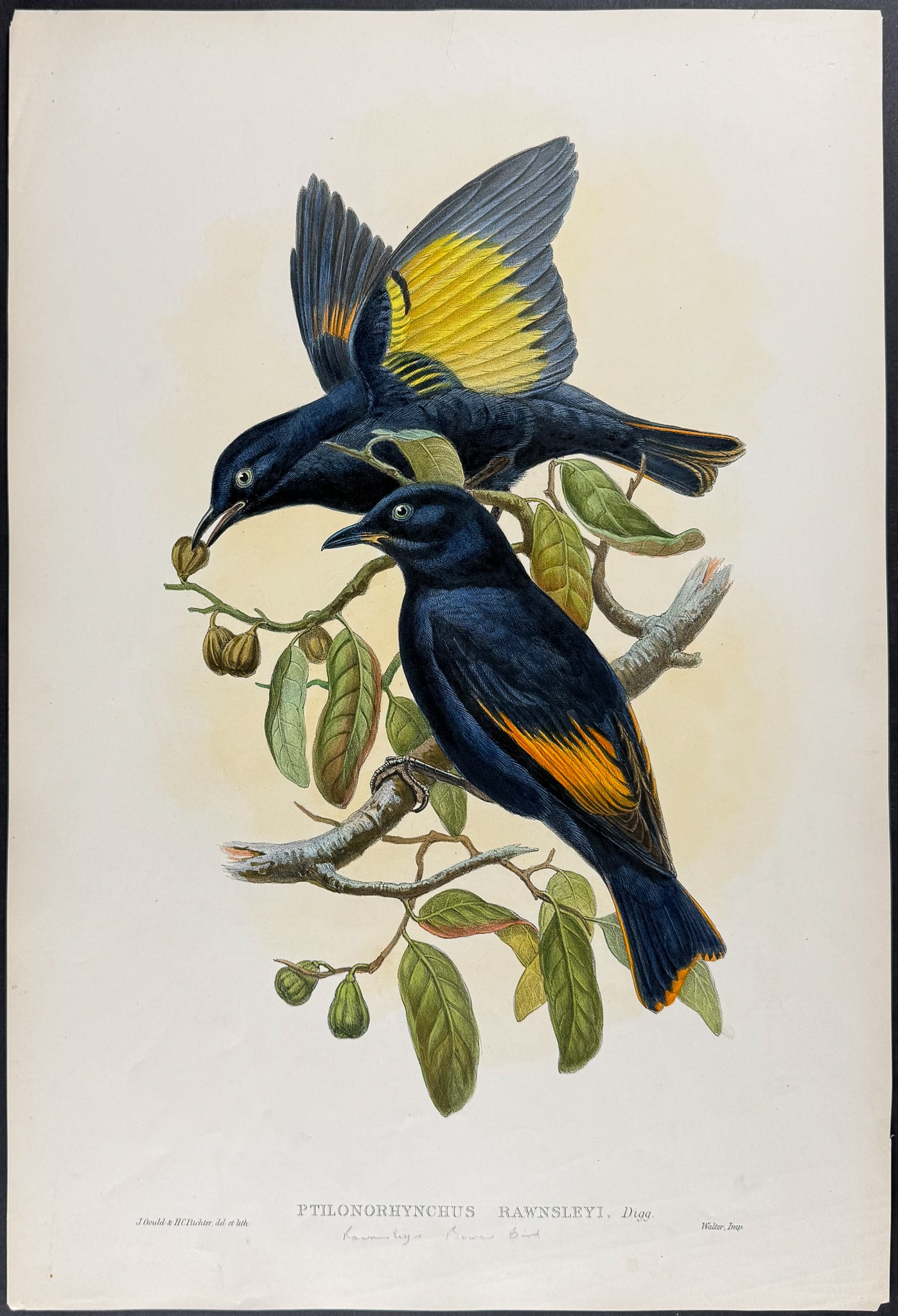 Gould, Australia - Satin Bowerbird [Ptilonorhynchus Rawnsleyi] (1 of 1)