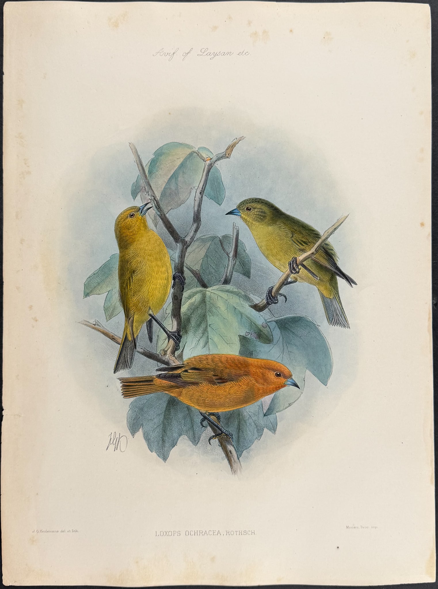 Rothschild & Keulemans, Hawaii - Maui 'akepa (Honeycreeper) [Loxops Ochracea] (1 of 1)