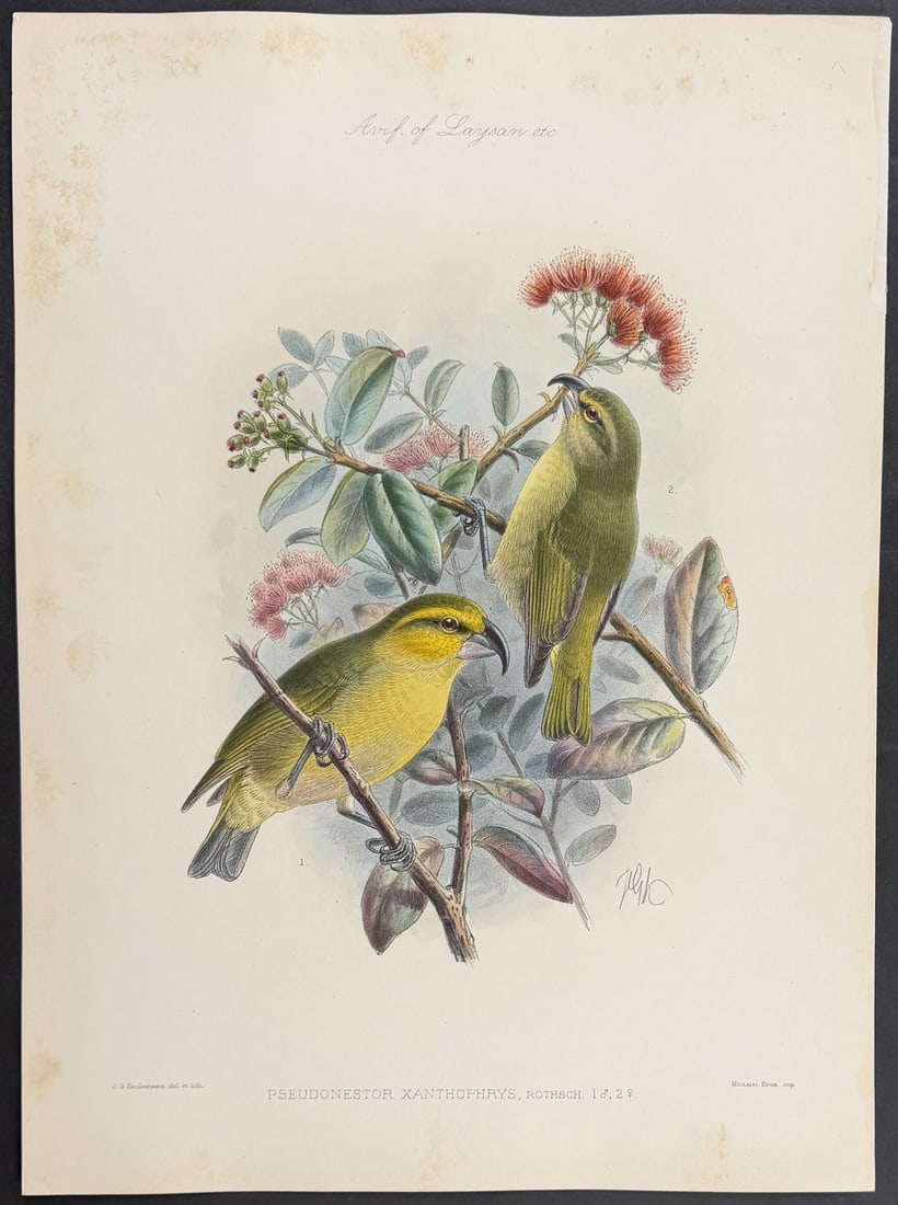 Rothschild & Keulemans, Hawaii - Maui Parrotbill [Pseudonestor Xanthophrys] (1 of 1)