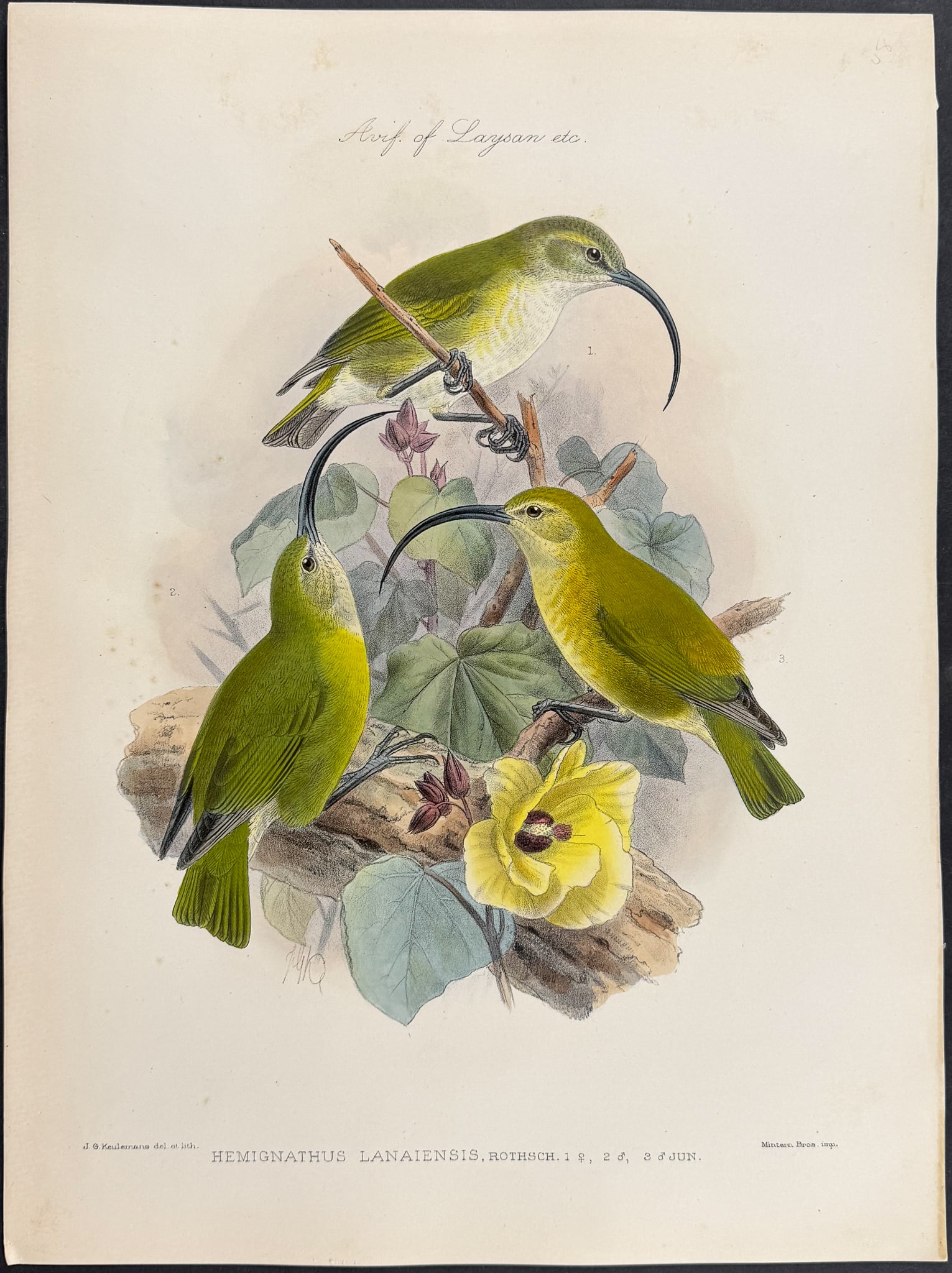 Rothschild & Keulemans, Hawaii - Maui Nui 'akialoa or Lana'i 'akialoa (Honeycreeper) [Hemignathus (1 of 1)