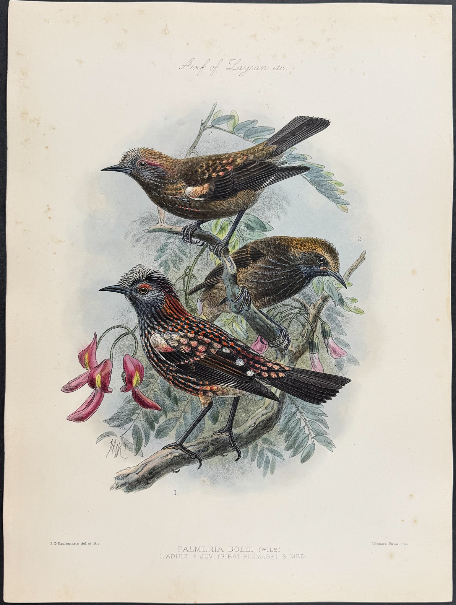 Rothschild & Keulemans, Hawaii - 'Akohekohe (Honeycreeper) [Palmeria Dolei]: This hand-colored lithograph is from Lionel Walter Rothschild's The Avifauna of Laysan and the Neighbouring Islands: with a Complete History to Date of the Birds of the Hawaiian Possessions. The work 