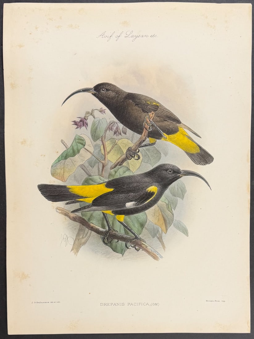 Rothschild & Keulemans, Hawaii - Mamo [Drepanis Pacifica]: This hand-colored lithograph is from Lionel Walter Rothschild's The Avifauna of Laysan and the Neighbouring Islands: with a Complete History to Date of the Birds of the Hawaiian Possessions. The work 