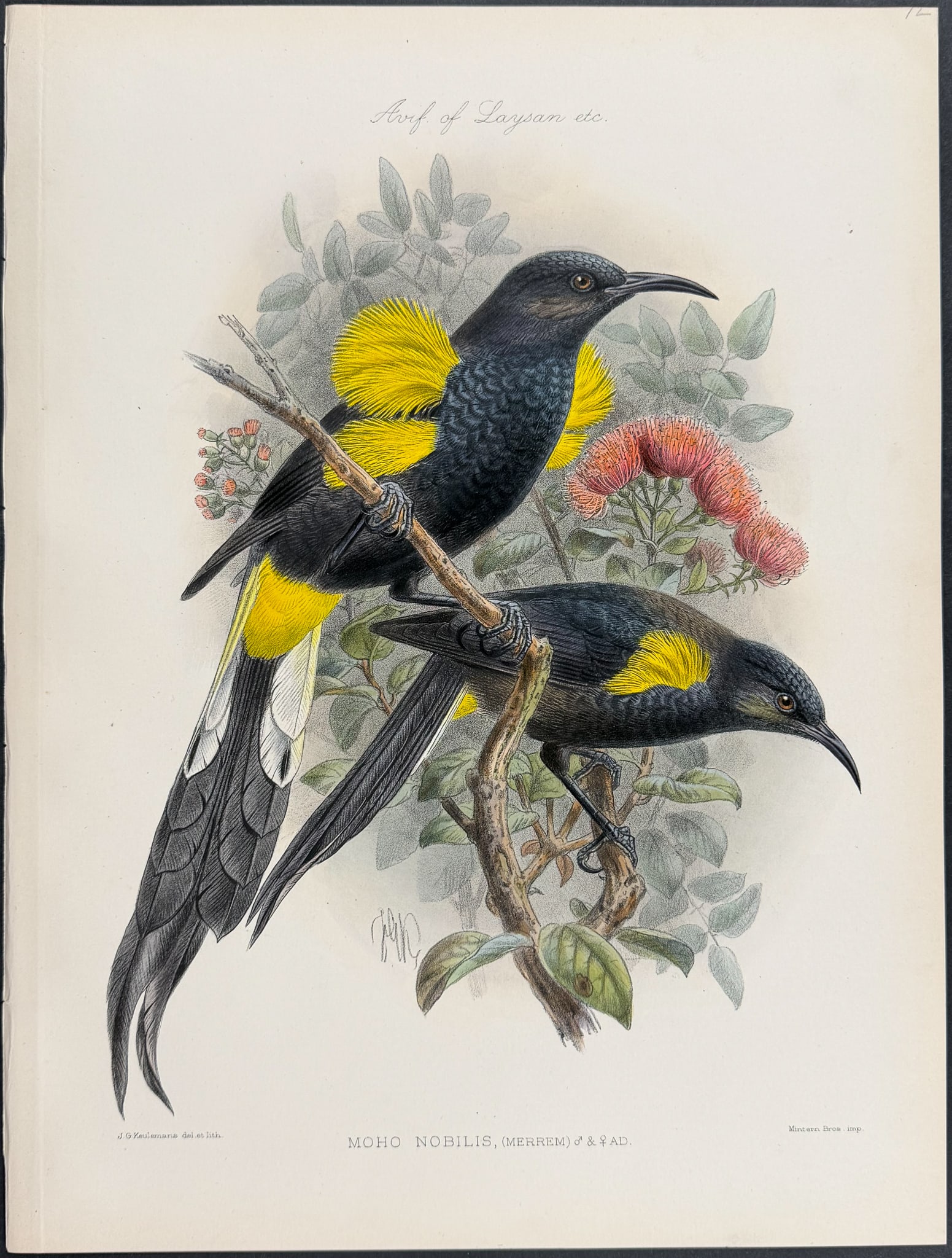 Rothschild & Keulemans, Hawaii - Hawai'i 'o'o [Moho Nobilis]: This hand-colored lithograph is from Lionel Walter Rothschild's The Avifauna of Laysan and the Neighbouring Islands: with a Complete History to Date of the Birds of the Hawaiian Possessions. The work 