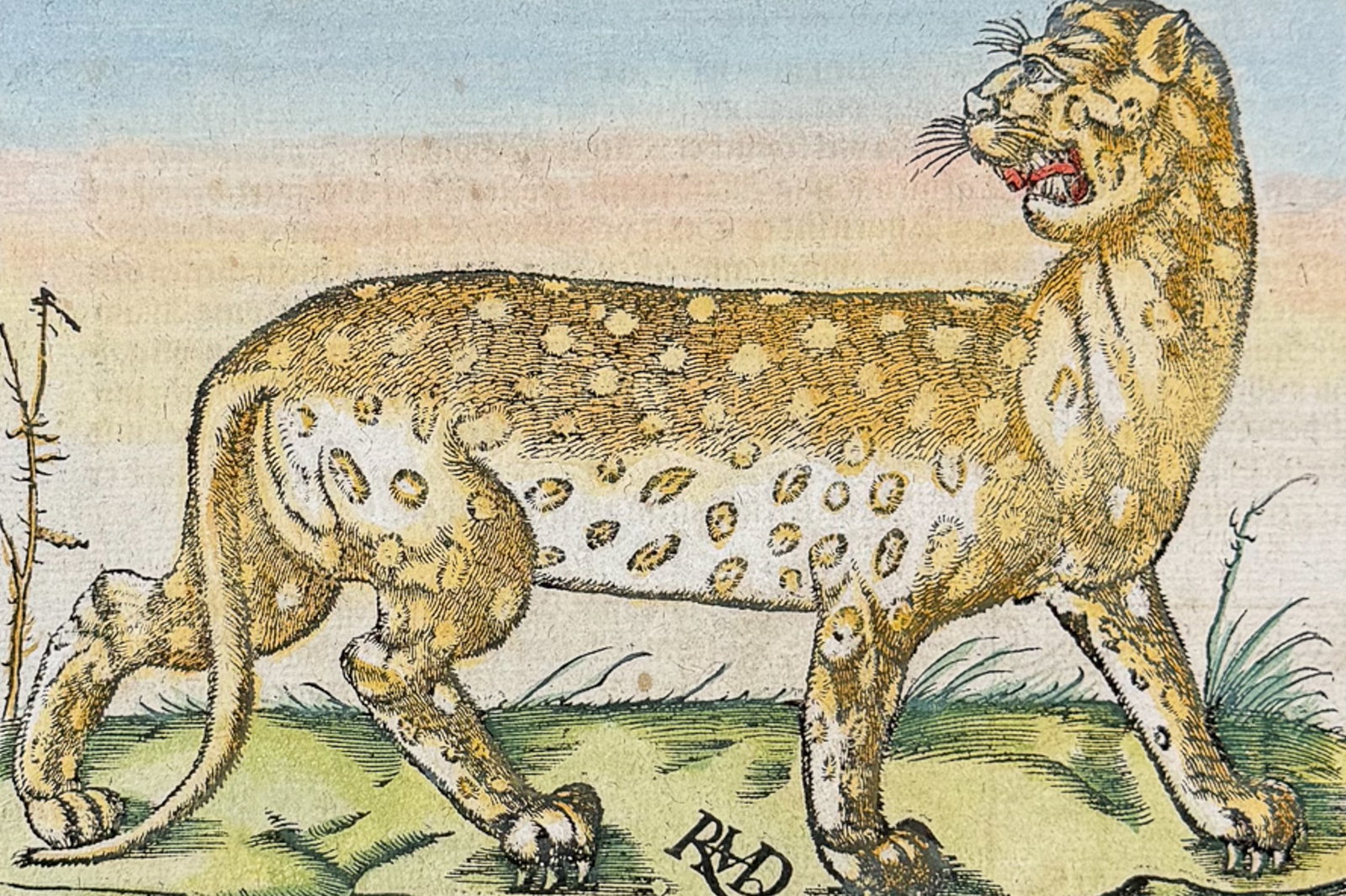 Munster, pub. 1598 - Panther: This very old woodcut is from Sebastian Munster's Cosmographey: das ist Beschreibung aller L?nder [...] It was published in Basel in 1598 by Henric Petri. The work was a massive chronicle of all the g