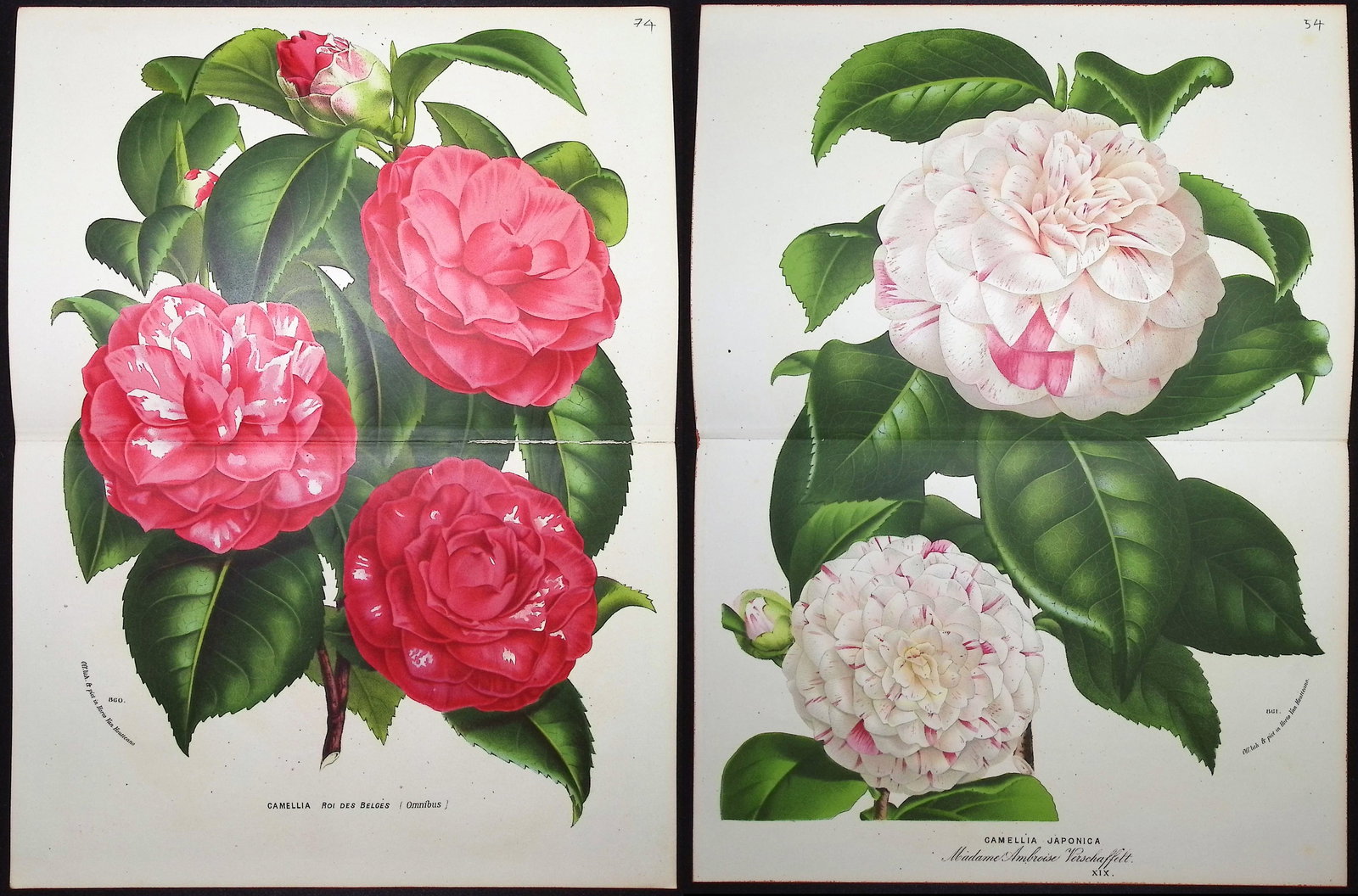 Van Houtte - Pair of Camellia Prints: This beautiful botanical print comes from Louis Van Houtte's monumental work entitled Flore des Serres et des Jardins de l'Europe (Flowers of the Greenhouses and Gardens of Europe) published between 1