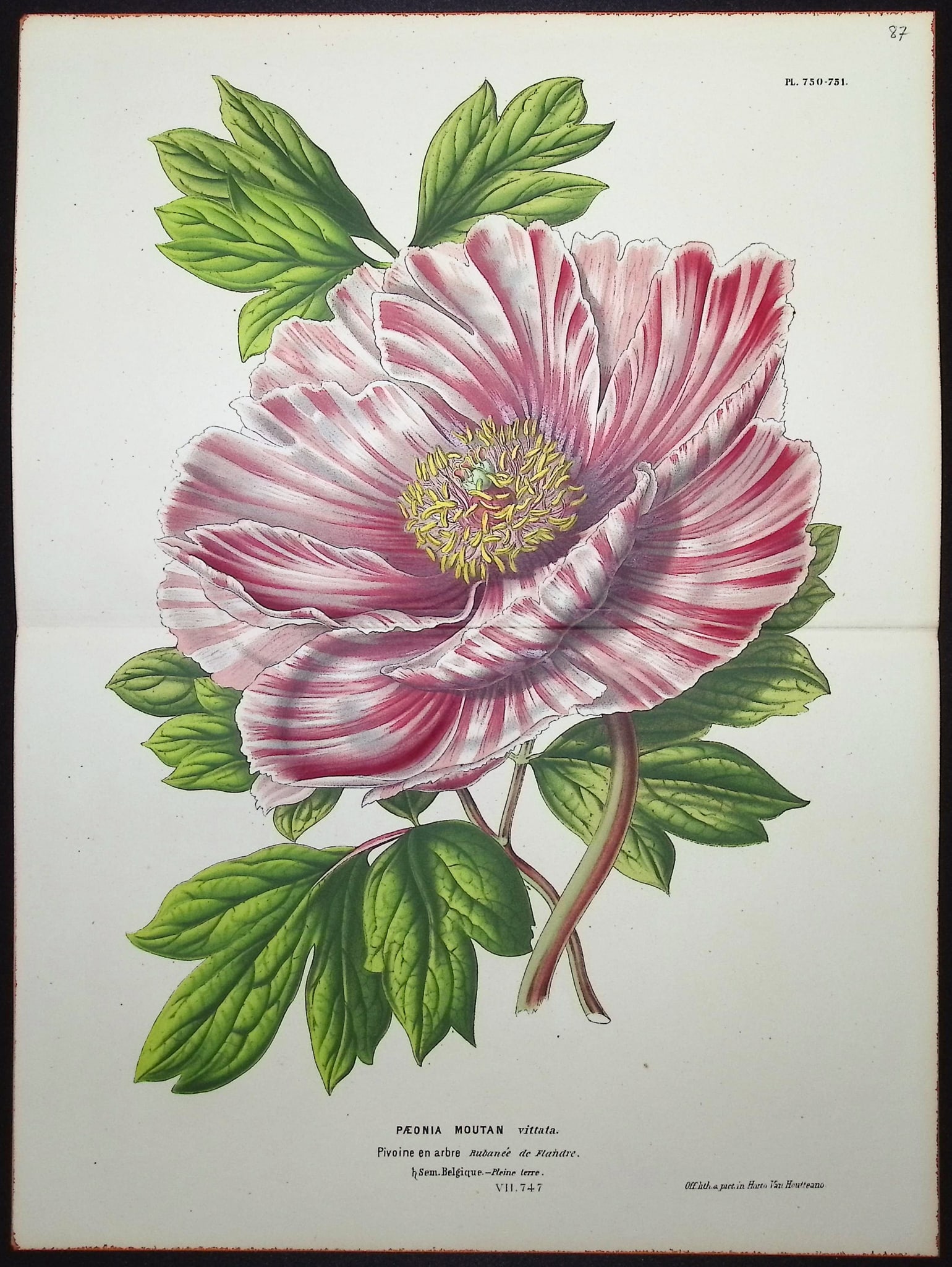 Van Houtte - Peony: This beautiful botanical print comes from Louis Van Houtte's monumental work entitled Flore des Serres et des Jardins de l'Europe (Flowers of the Greenhouses and Gardens of Europe) published between