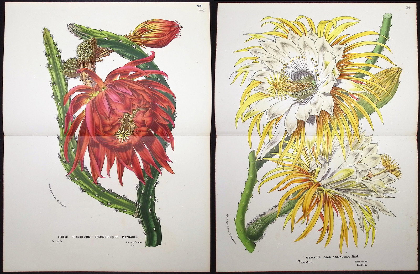 Van Houtte - Pair of Cactus Prints: This beautiful botanical print comes from Louis Van Houtte's monumental work entitled Flore des Serres et des Jardins de l'Europe (Flowers of the Greenhouses and Gardens of Europe) published between