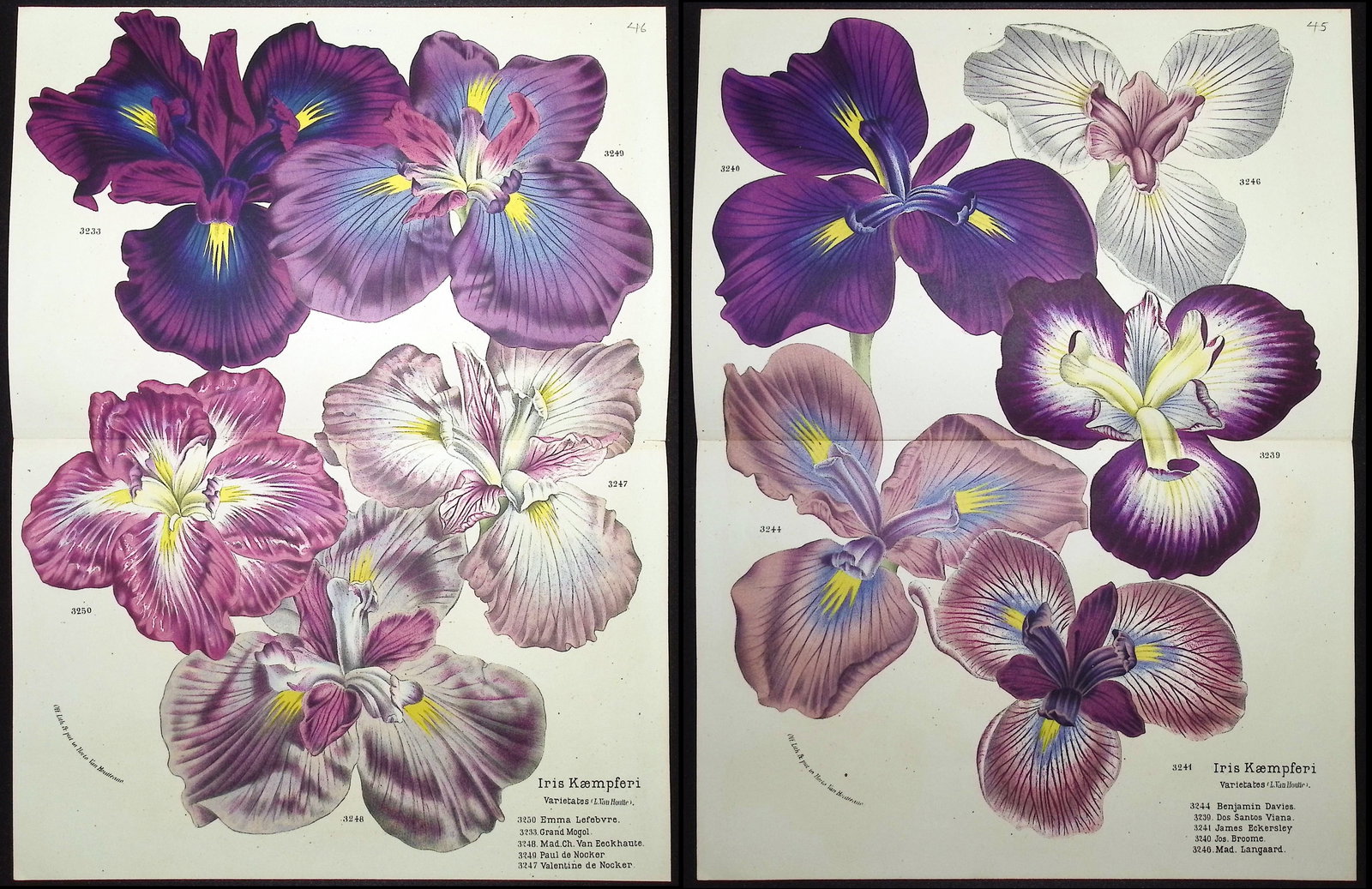 Van Houtte - 3 Iris Prints (1 of 4)