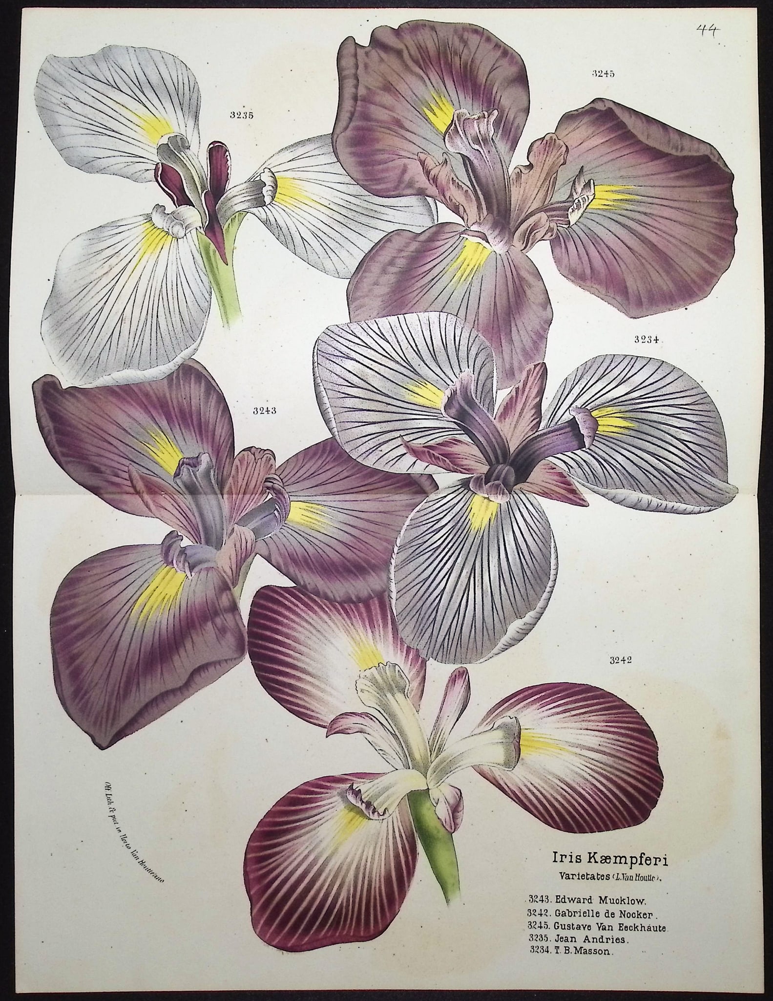 Van Houtte - 3 Iris Prints - 2