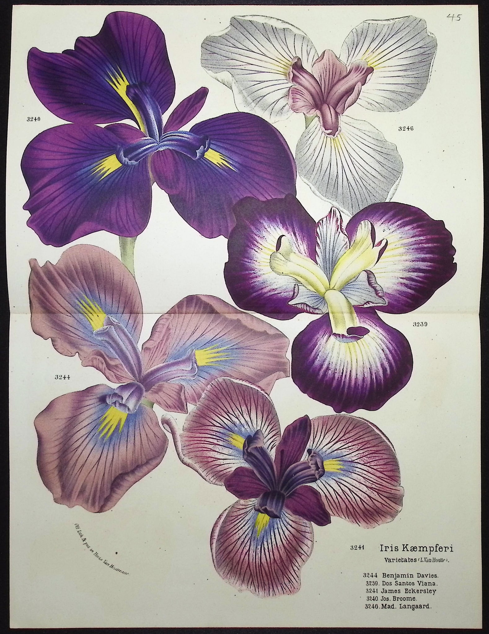 Van Houtte - 3 Iris Prints - 3