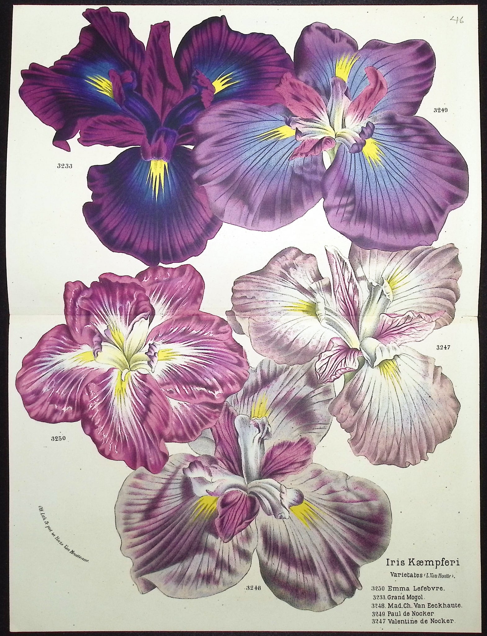 Van Houtte - 3 Iris Prints - 4