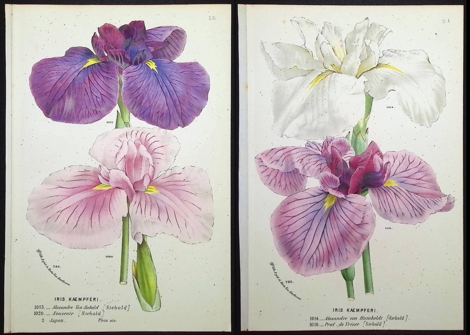 Van Houtte - Pair of Iris Prints: This beautiful botanical print comes from Louis Van Houtte's monumental work entitled Flore des Serres et des Jardins de l'Europe (Flowers of the Greenhouses and Gardens of Europe) published between