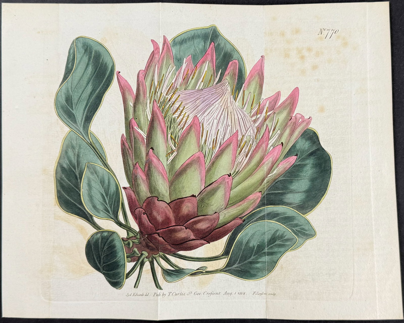 Curtis - Artichoke Flowered Protea. 770 (1 of 1)