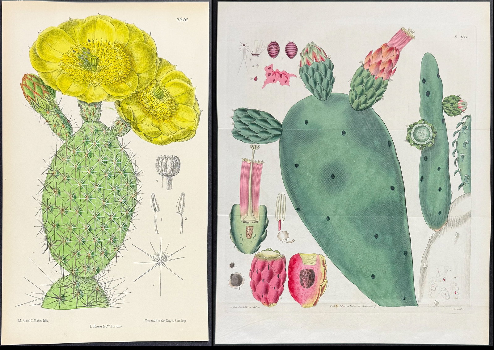 Curtis - Pair of Cactus Engravings: Included in this lot: Cactus [Opuntia Polycantha]. 7046 Cactus: Spineless Cochineal Fig. 2742 Description of the work: This lovely botanical print is from William Curtis?s The Botanical Magazine, or