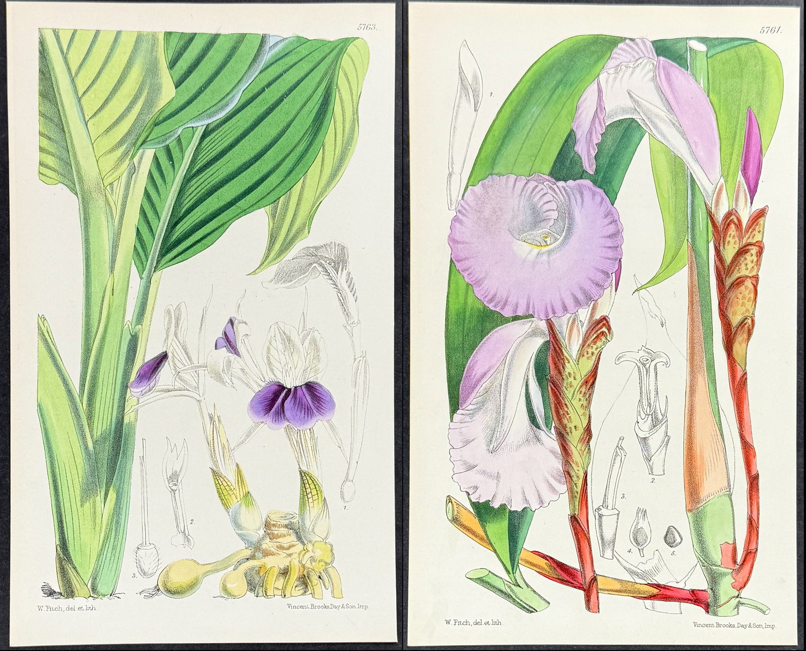 Curtis - 4 Orchid Engravings: Included in this lot: Orchid: Sceptrate Grain of Paradise. 5761 Orchid: Mr. Parish's Kaempferia. 5763 Orchid: Thick-knotted Dendrobe. 5766 Orchid: Kramer's Odontoglot. 5778 Description of the work: Th