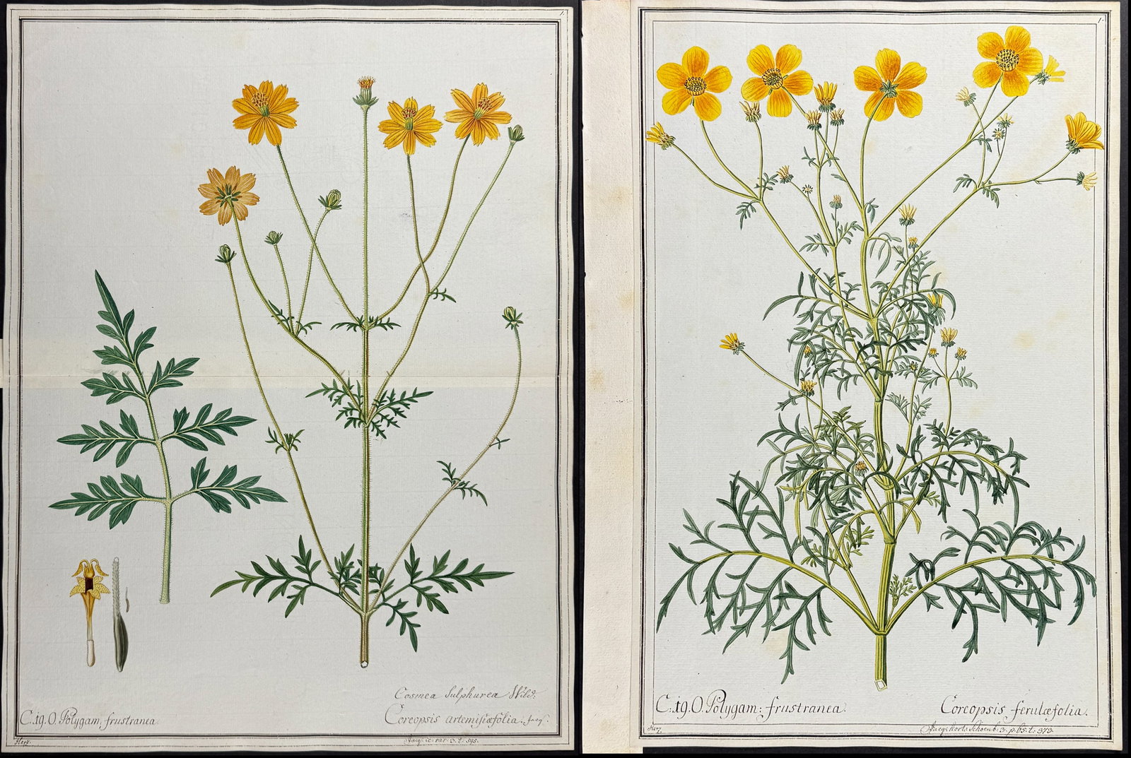 Pair of Original Botanical Watercolors of Cosmos & Tickseed (according to Linnaeus system): Included in this lot: Sulphur Cosmos - Cereopsis artemesiafolia after Herz for Jacquin Tickseed - Coreopsis ferulaefolia after Herz for Jacquin Description of the work: This superb original botanical