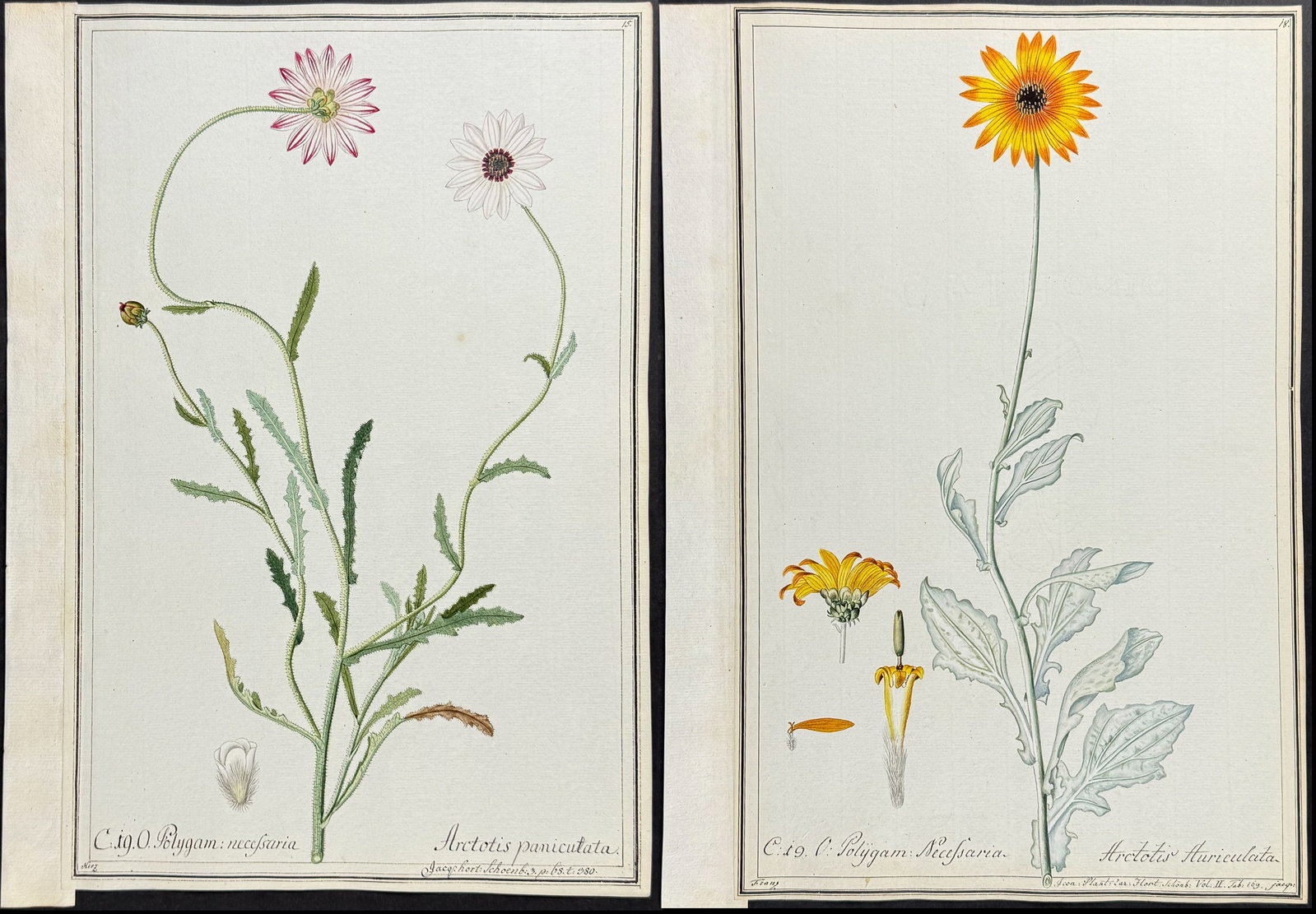 Pair of Original Botanical Watercolors of African Daisy (according to Linnaeus system): Included in this lot: African Daisy - Arctotis paniculata after Herz for Jacquin African Daisy - Arctotis auriculata after Franz for Jacquin Description of the work: This superb original botanical