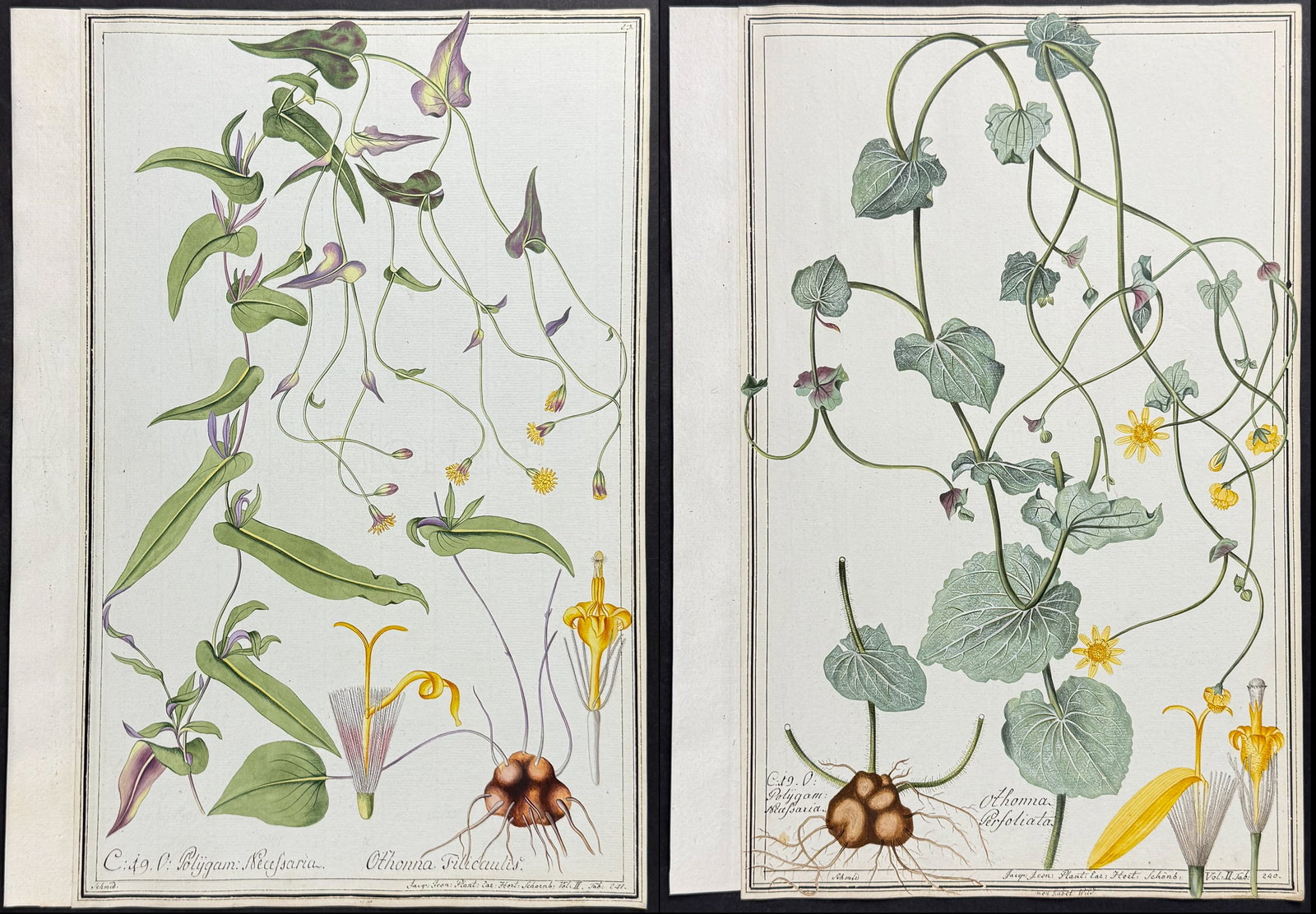 Pair of Original Botanical Watercolors of Othonna (according to Linnaeus system): Included in this lot: Othonna filicaulis after Schmid for Jacquin Othonna perfoliata after Schmid for Jacquin Description of the work: This superb original botanical watercolor is from a manuscript
