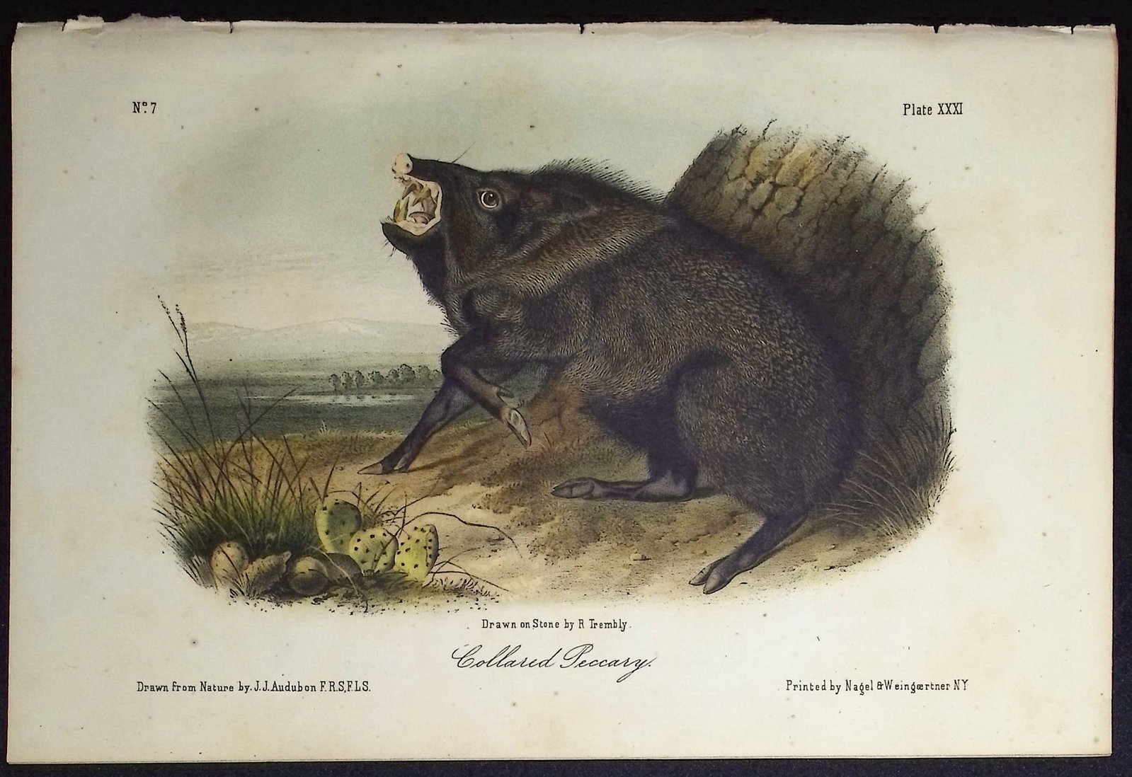 Audubon - Collared Peccary. 31: This octavo lithograph is from John James Audubon's The Quadrupeds of North America. The work was published in New York between 1849 and 1854. Quadrupeds was Audubon's final great natural history