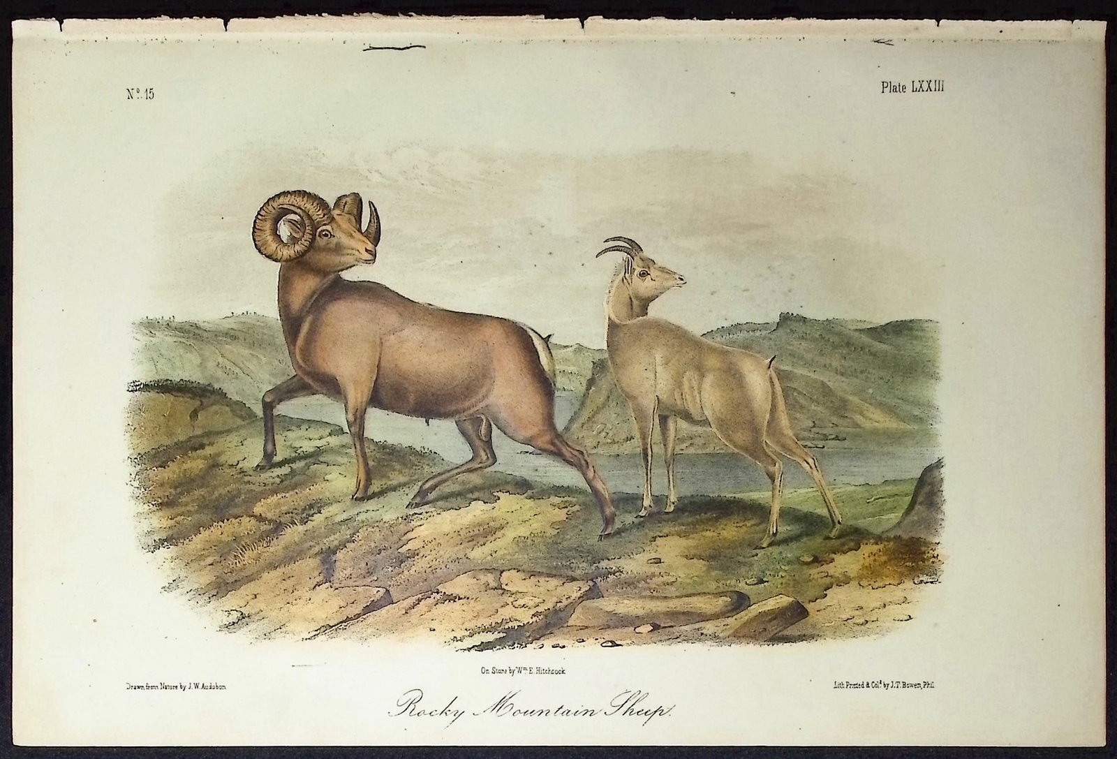 Audubon - Rocky Mountain Sheep. 73: This octavo lithograph is from John James Audubon's The Quadrupeds of North America. The work was published in New York between 1849 and 1854. Quadrupeds was Audubon's final great natural history
