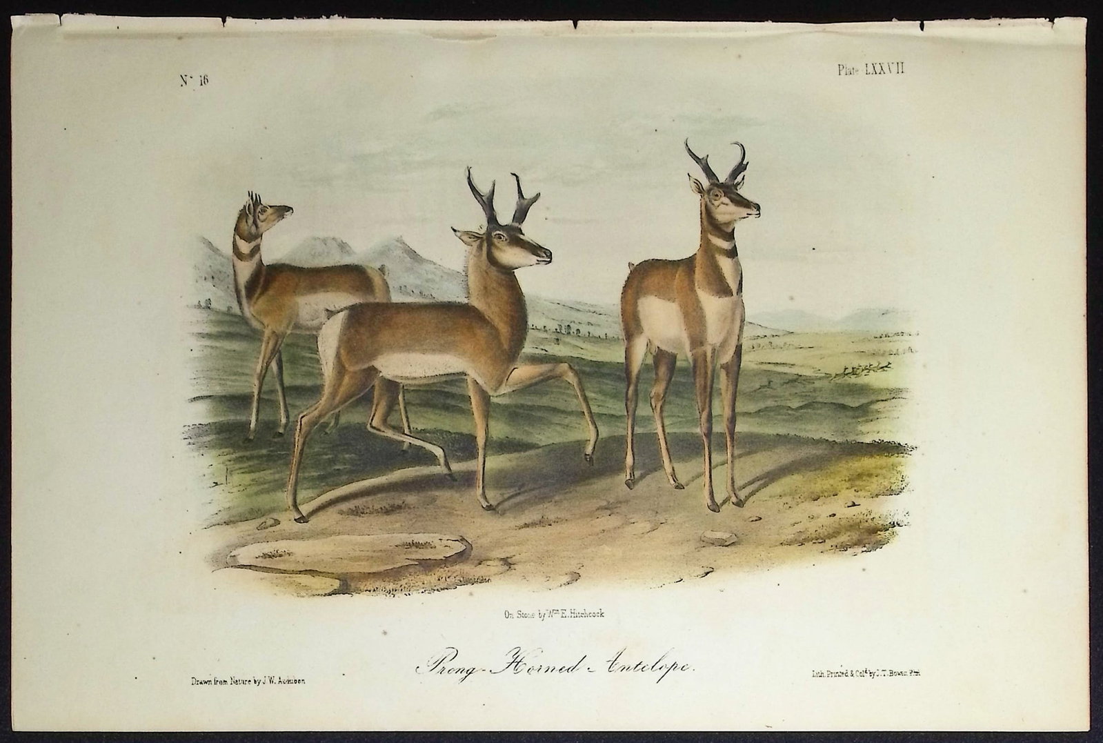 Audubon - Prong-horned Antelope. 77: This octavo lithograph is from John James Audubon's The Quadrupeds of North America. The work was published in New York between 1849 and 1854. Quadrupeds was Audubon's final great natural history