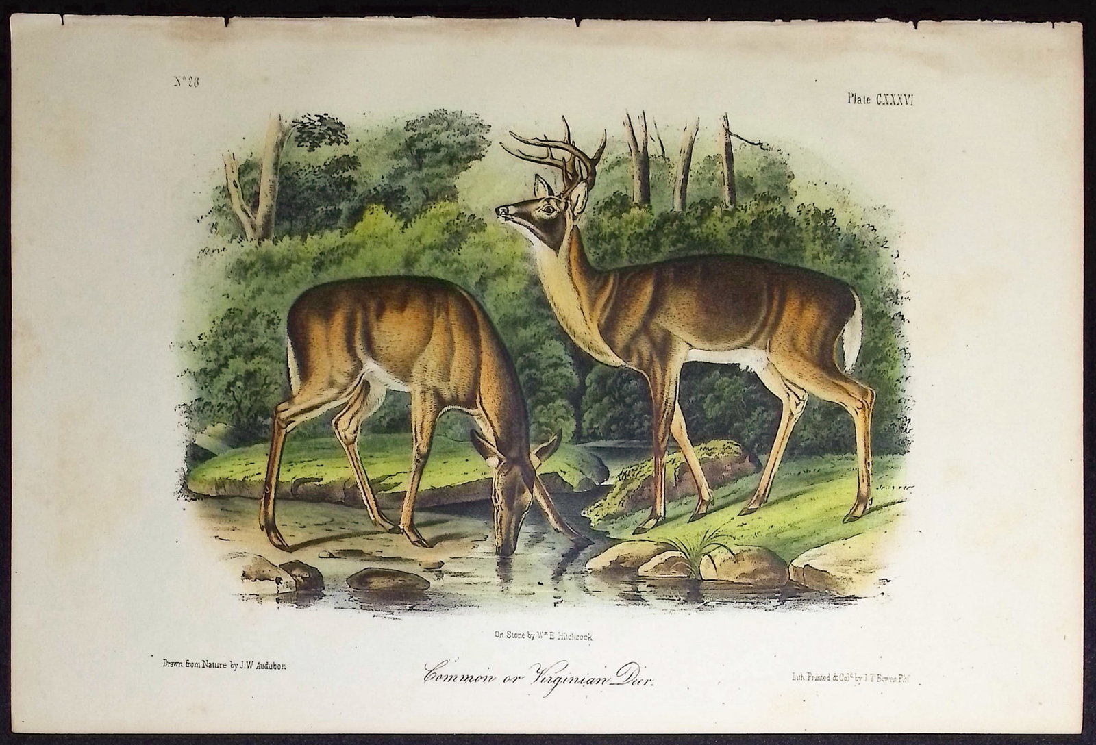 Audubon - Common or Virginian Deer. 136: This octavo lithograph is from John James Audubon's The Quadrupeds of North America. The work was published in New York between 1849 and 1854. Quadrupeds was Audubon's final great natural history