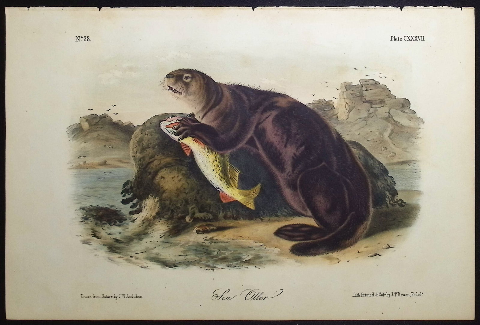 Audubon - Sea Otter. 137: This octavo lithograph is from John James Audubon's The Quadrupeds of North America. The work was published in New York between 1849 and 1854. Quadrupeds was Audubon's final great natural history