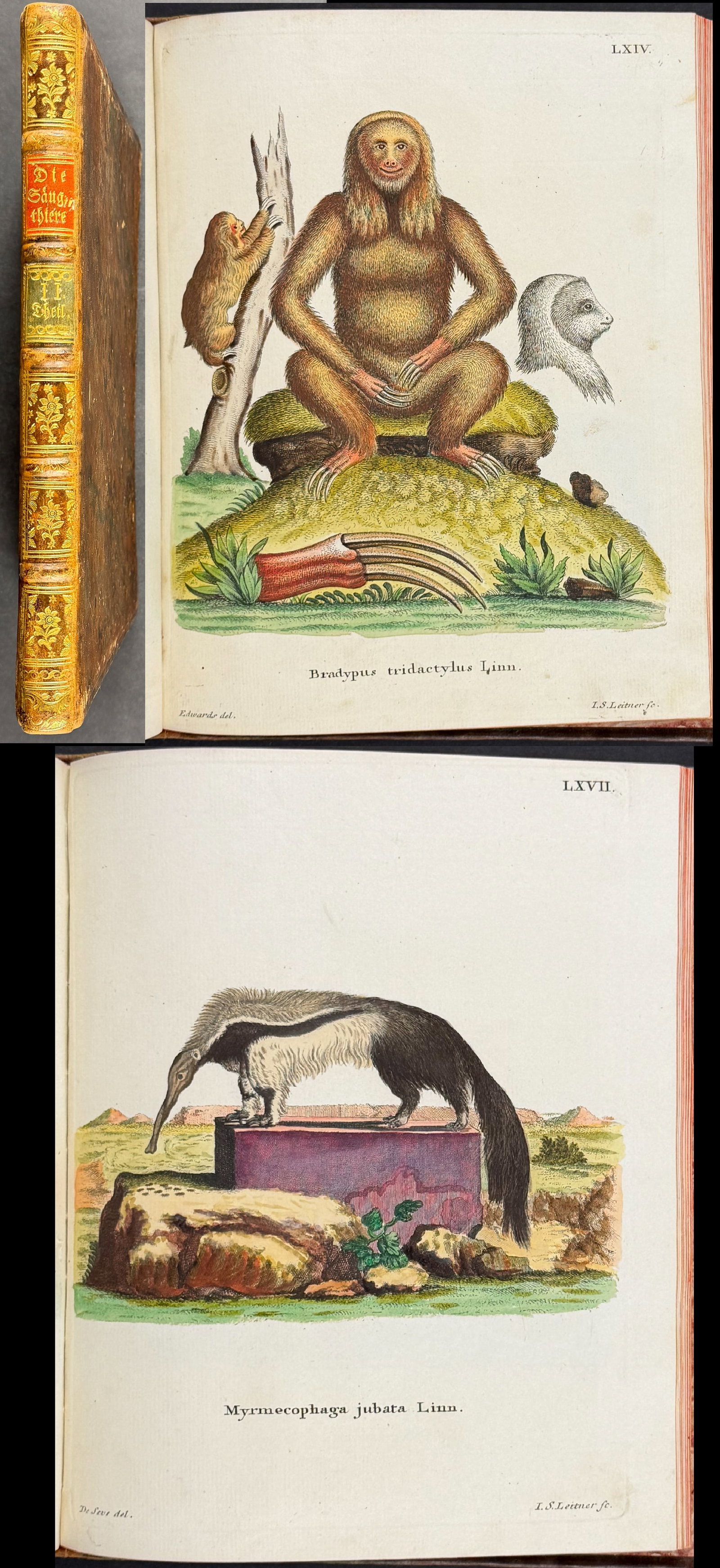 Schreber's Die Saugthiere (Mammals) - Volume 2 with 20 Engravings (17 with Original Hand-coloring): This is volume 2 with 20 engravings of Johan Christian Daniel von Schreber's Die Saugthiere in Abbildungen nach der Natur mit Beschreibungen or Mammals Illustrated from Nature, with Descriptions It