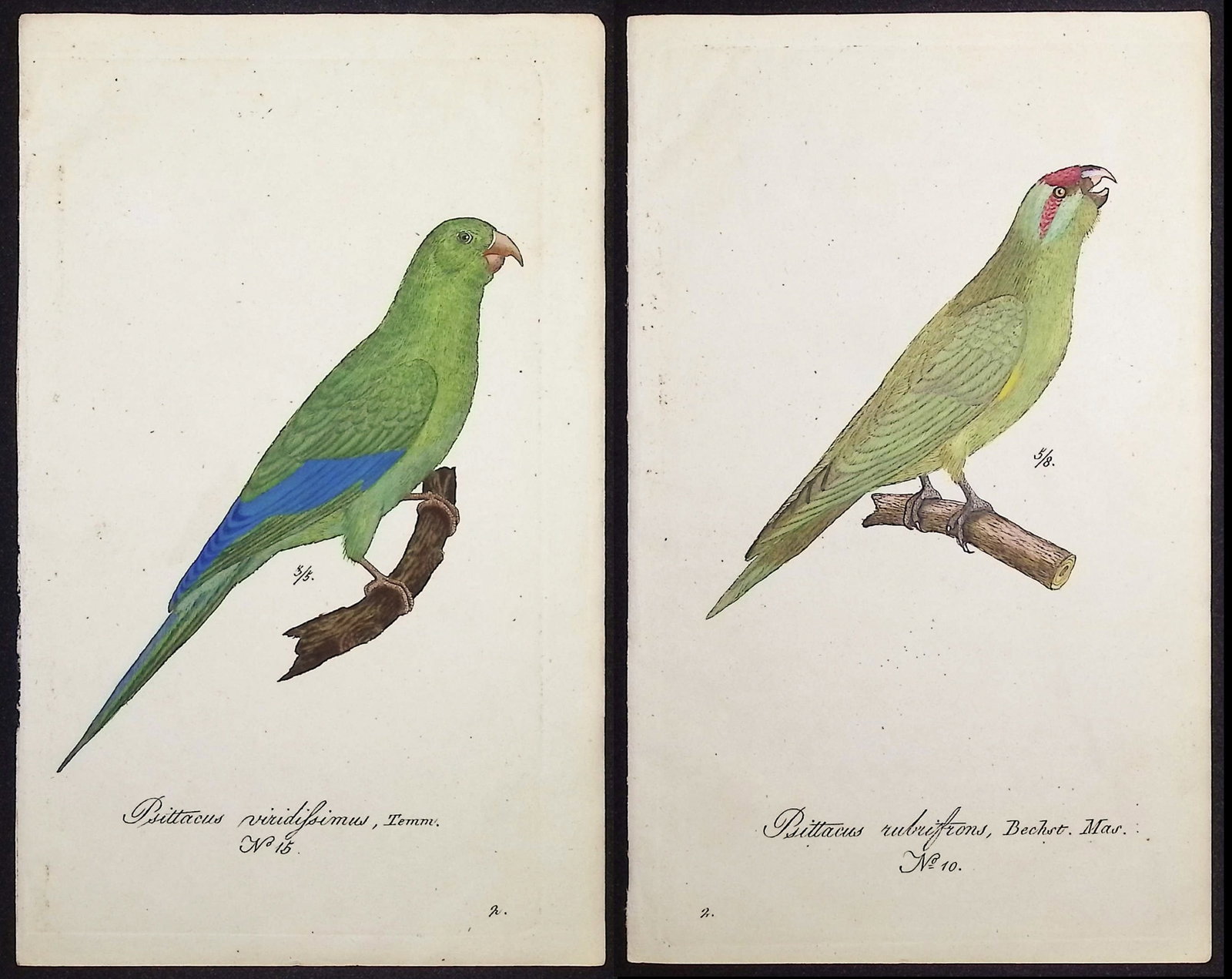 Hahn - Pair of Parrot Engravings: Included in this lot: Red-fronted Parakeet [Psittacus rubrifrons]. 10 Psittacus viridissimus. 15 Description of the work: This beautiful, originally hand-colored engraving is from Carl Wilhelm Hahn's