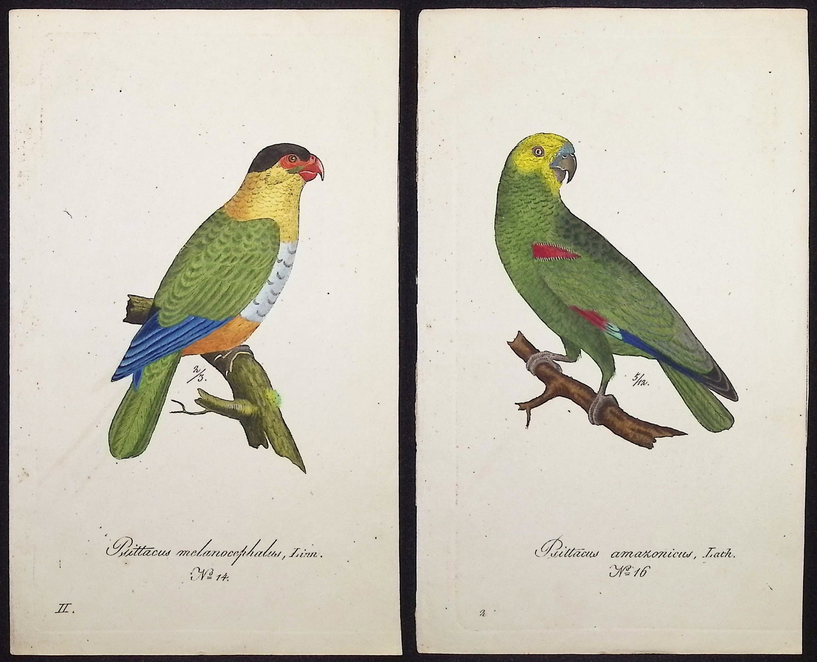 Hahn - Pair of Parrot Engravings: Included in this lot: Black-headed Parrot [Psittacus melanocephalus]. 14 Orange-winged Amazon [Psittacus amazonicus]. 16 Description of the work: This beautiful, originally hand-colored engraving is