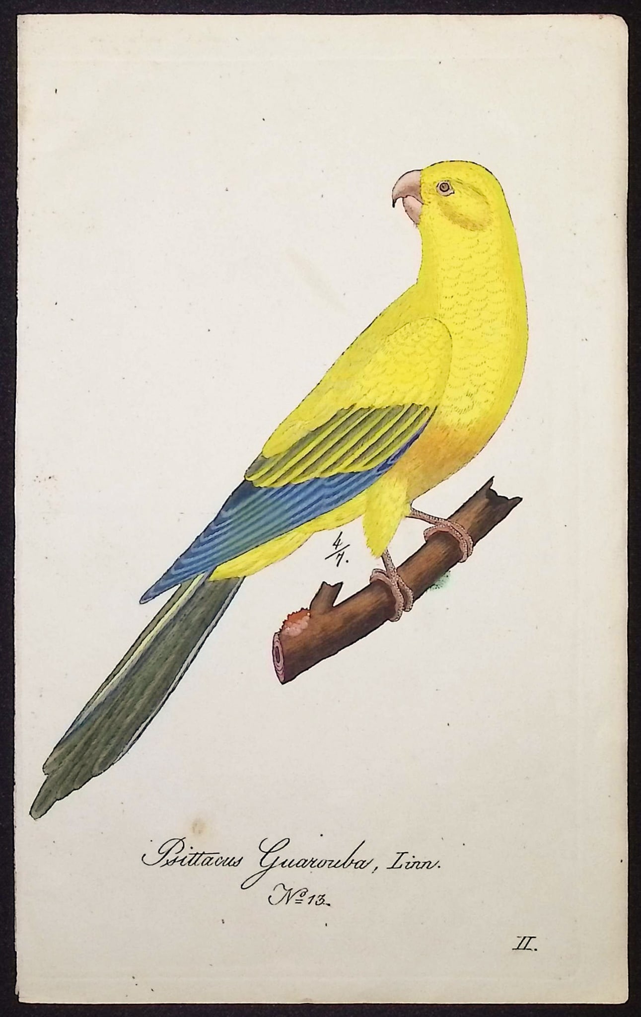 Hahn - Golden Parakeet [Psittacus Guarouba]. 13: This beautiful, originally hand-colored engraving is from Carl Wilhelm Hahn's Ornithologischer Atlas oder naturgetreue Abbildung und Beschreibung der aussereurop?ischen Vogel. The work was published