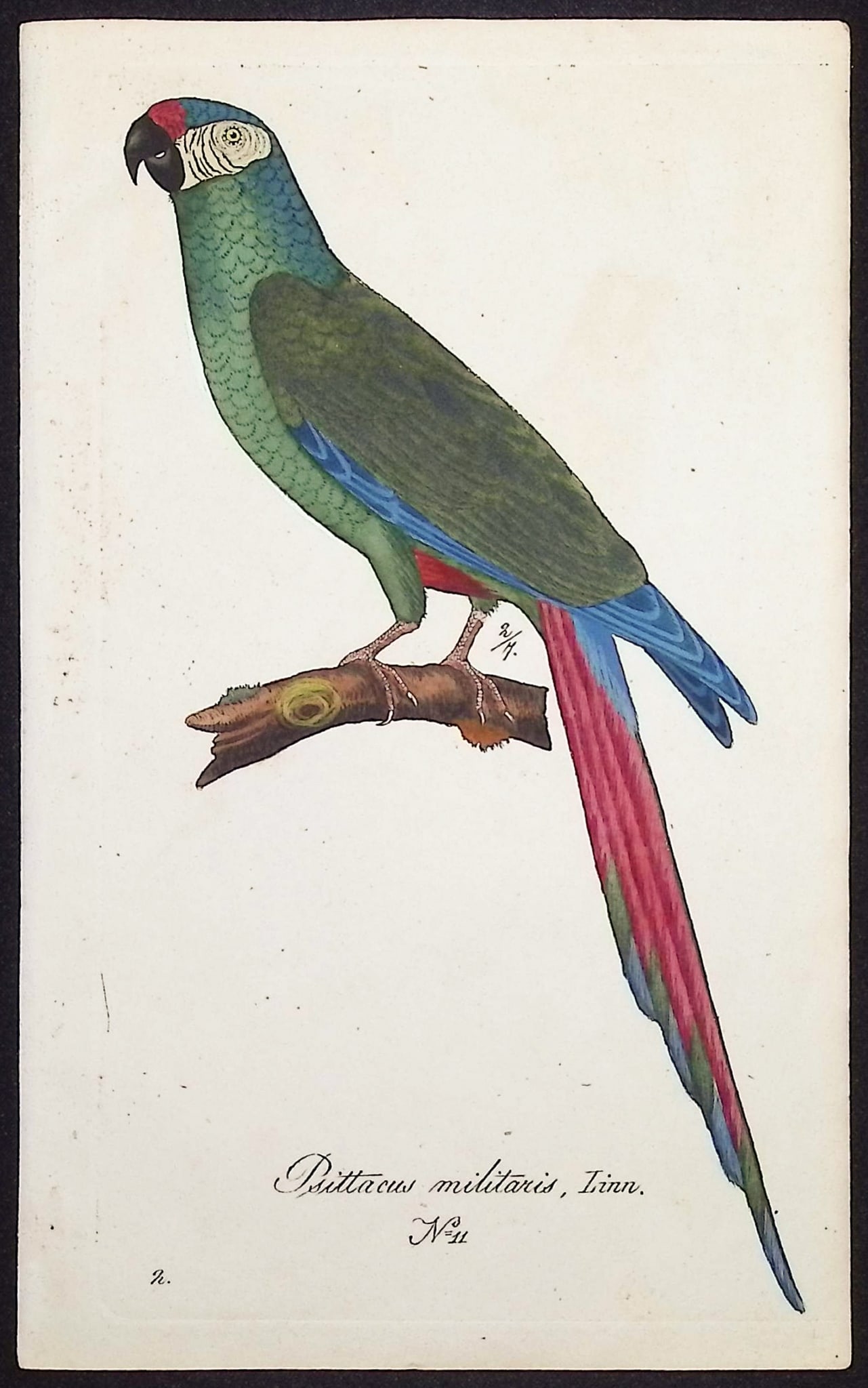 Hahn - Military Macaw [Psittacus militaris]. 11: This beautiful, originally hand-colored engraving is from Carl Wilhelm Hahn's Ornithologischer Atlas oder naturgetreue Abbildung und Beschreibung der aussereurop?ischen Vogel. The work was published