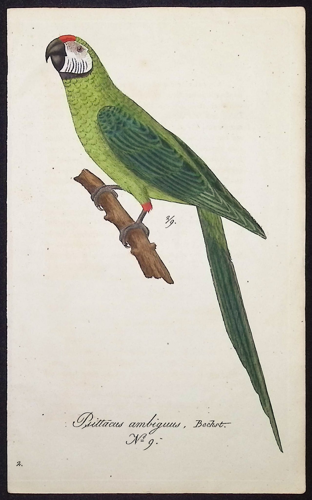 Hahn - Great Green Macaw [Psittacus ambiguus]. 9: This beautiful, originally hand-colored engraving is from Carl Wilhelm Hahn's Ornithologischer Atlas oder naturgetreue Abbildung und Beschreibung der aussereurop?ischen Vogel. The work was published