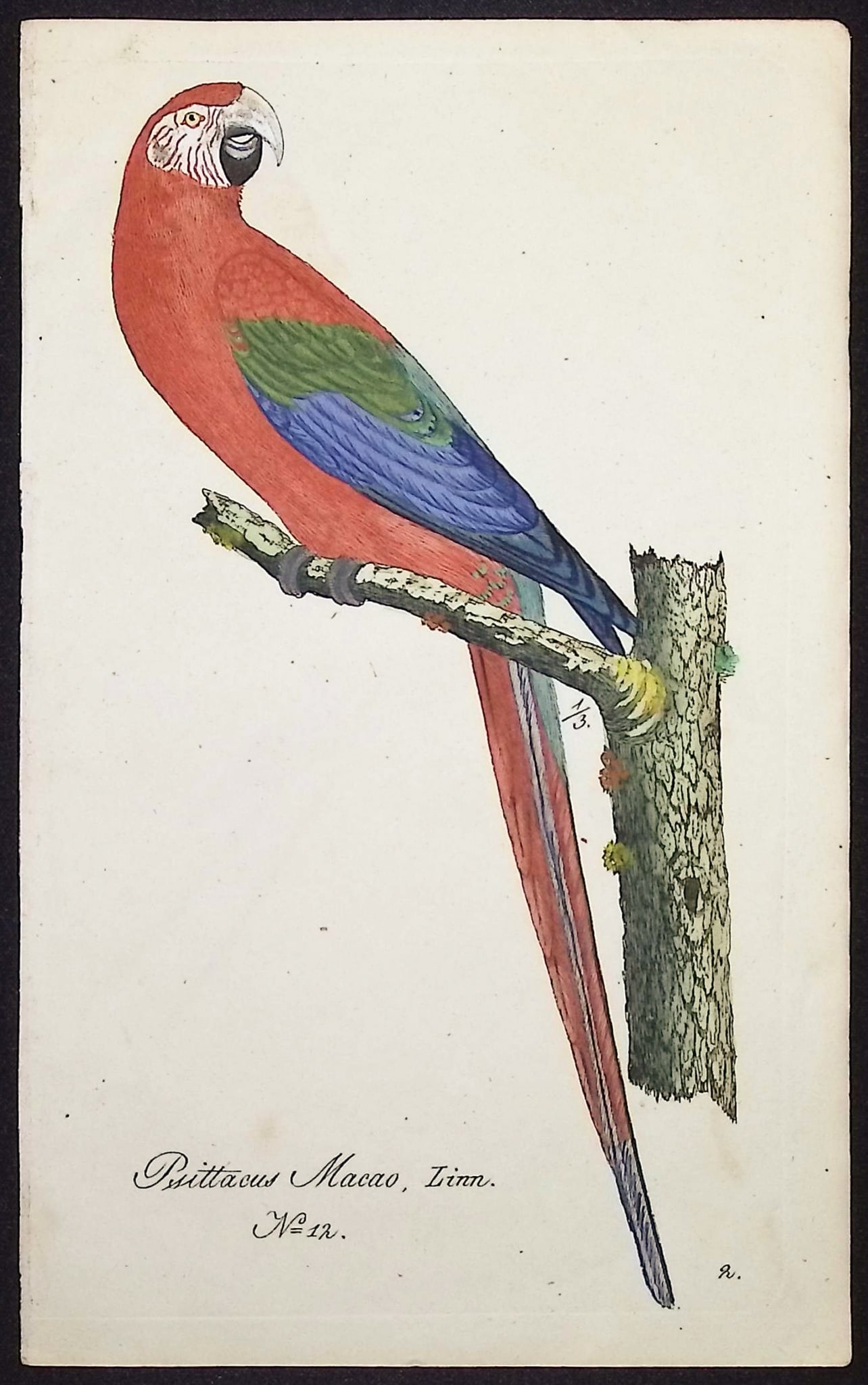 Hahn - Scarlet Macaw [Psittacus Macao]. 12: This beautiful, originally hand-colored engraving is from Carl Wilhelm Hahn's Ornithologischer Atlas oder naturgetreue Abbildung und Beschreibung der aussereurop?ischen Vogel. The work was published i