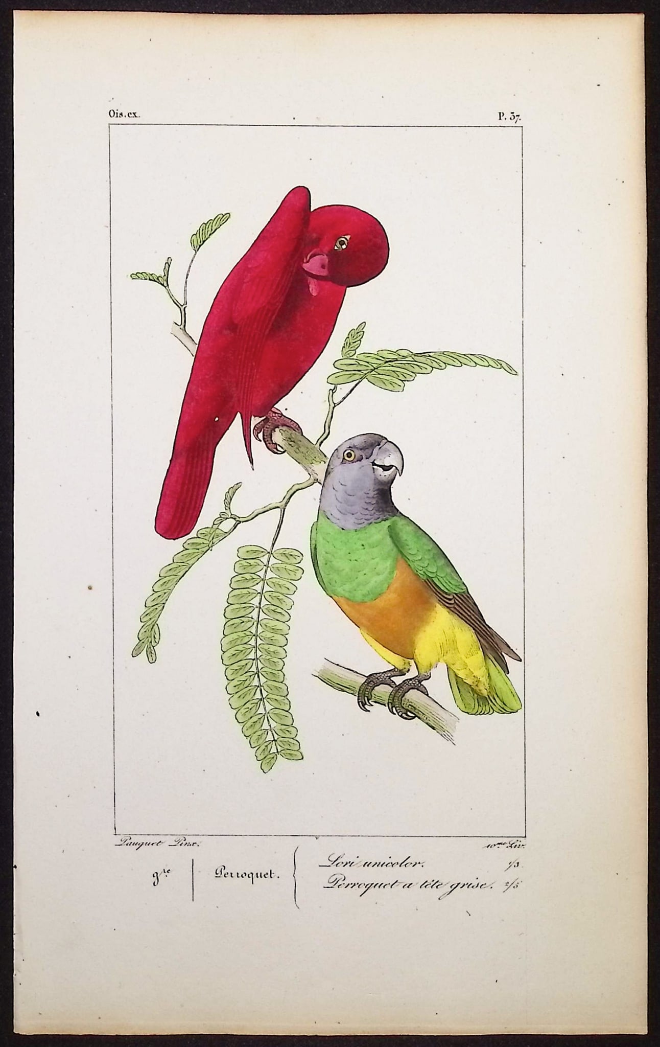 Lemaire - Parrots. 37 (1 of 1)