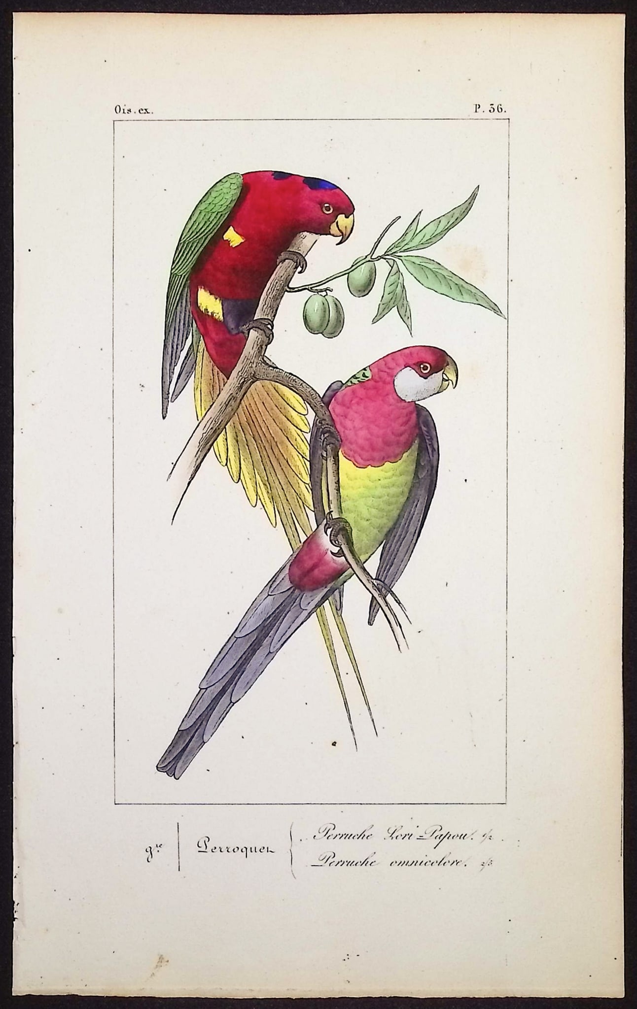 Lemaire - Parrots. 36 (1 of 1)