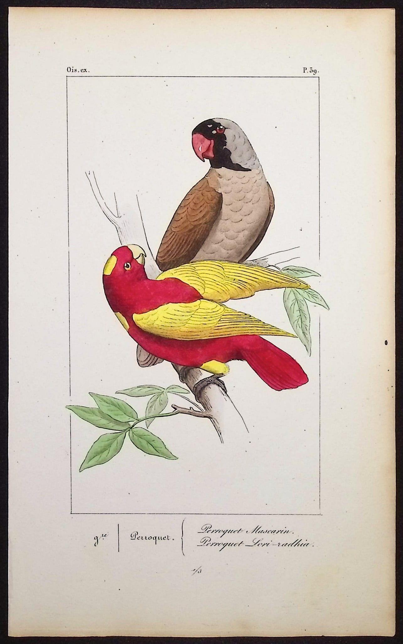 Lemaire - Parrots. 39: This originally hand-colored engraving is from Charles L. Lemaire's Histoire naturelle des oiseaux exotiques. This from the first edition of the work and published in Paris by Pauquet and Debure in 18