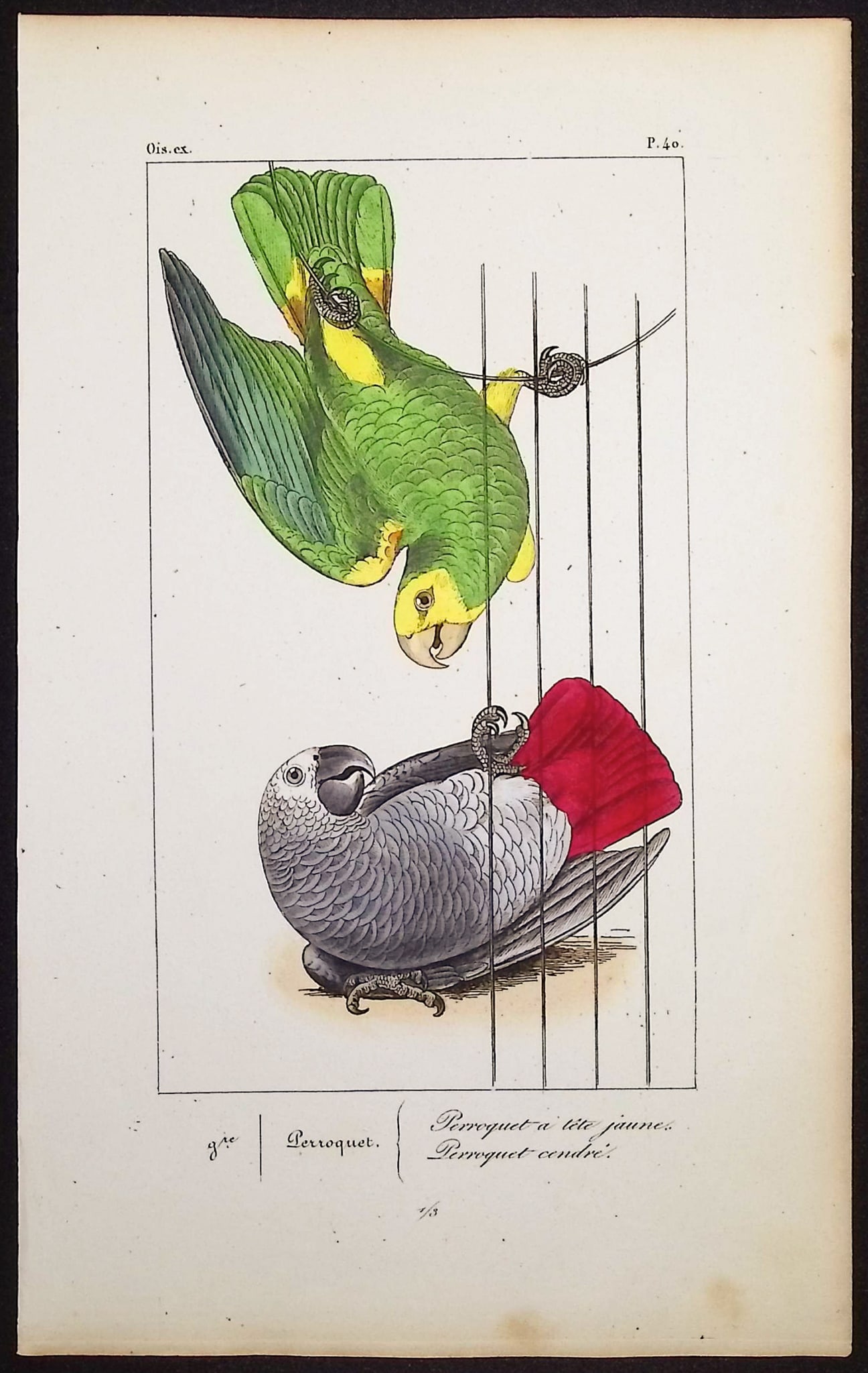 Lemaire - Parrots including African Grey. 40 (1 of 1)