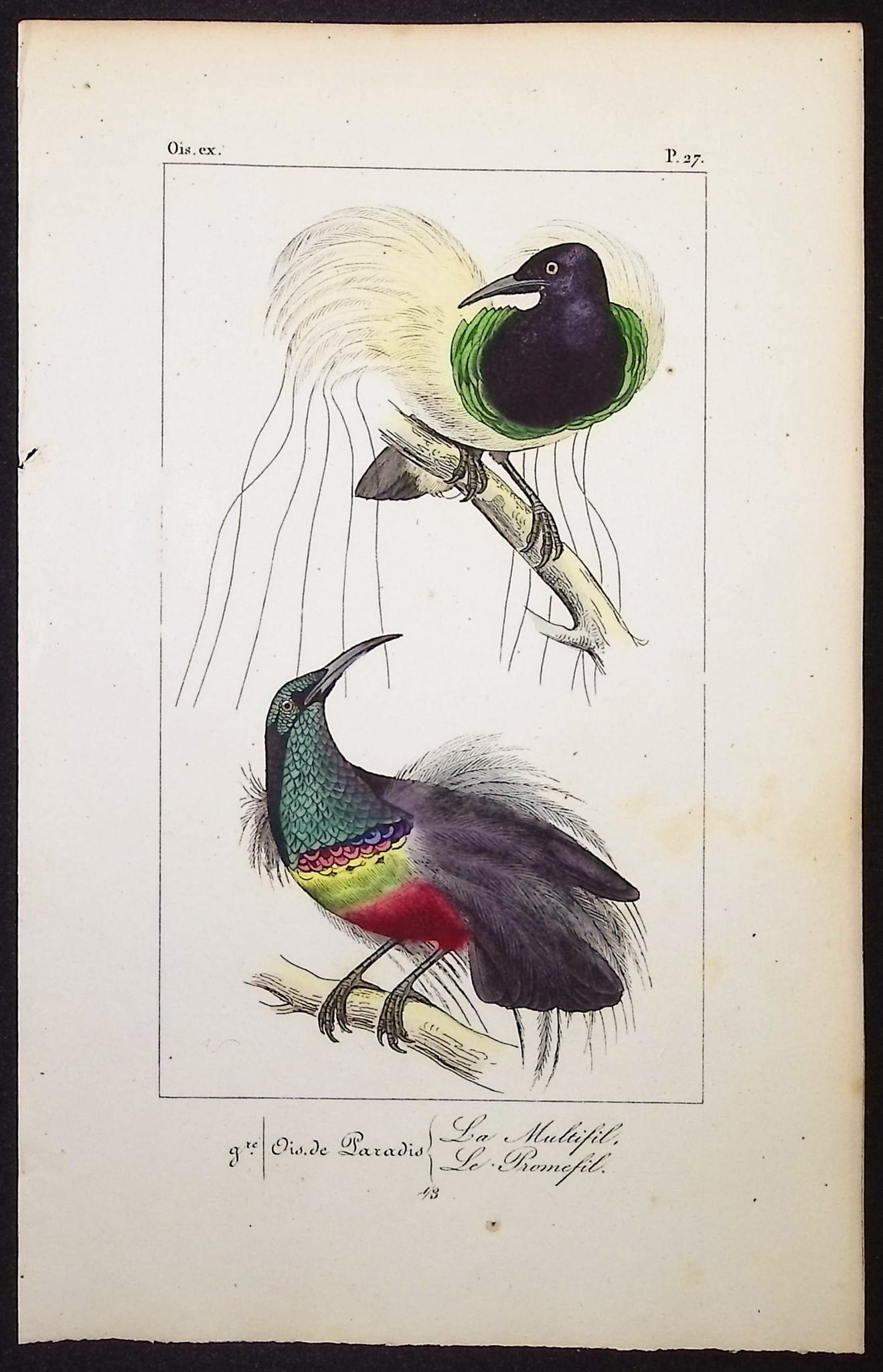 Lemaire - Bird of Paradise. 27 (1 of 1)