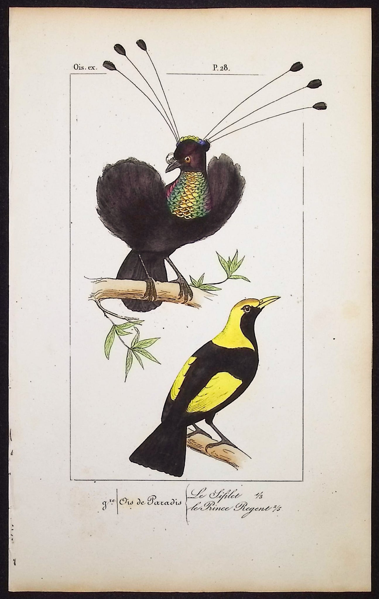 Lemaire - Bird of Paradise. 28 (1 of 1)