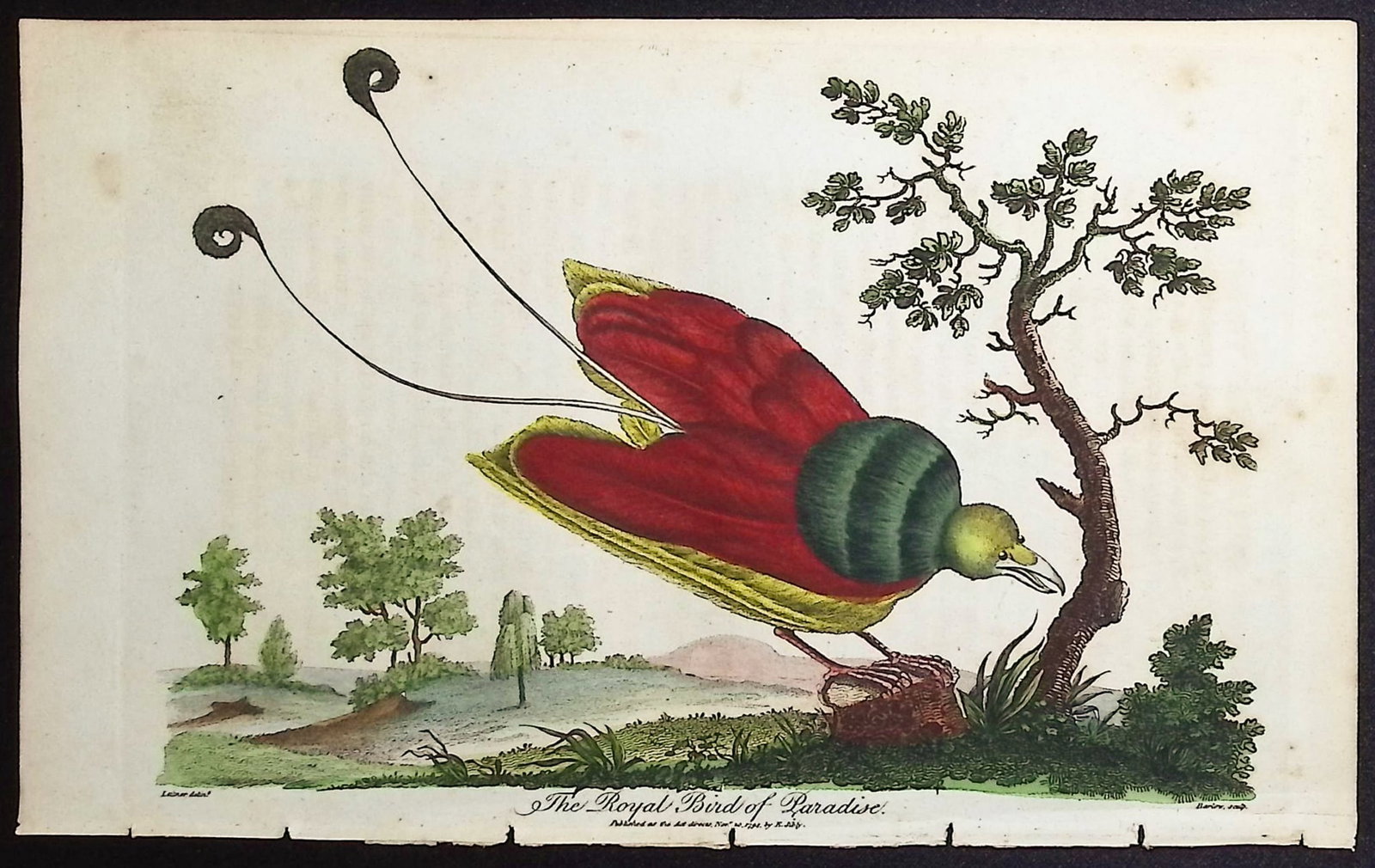 Linnaeus & Sibly - The Royal Bird of Paradise: This scarce first edition engraving is from Sir Charles Linnaeus & Ebenezer Sibley's A Genuine and Universal System of Natural History... or Magazine of Natural History. The work was published in Lond