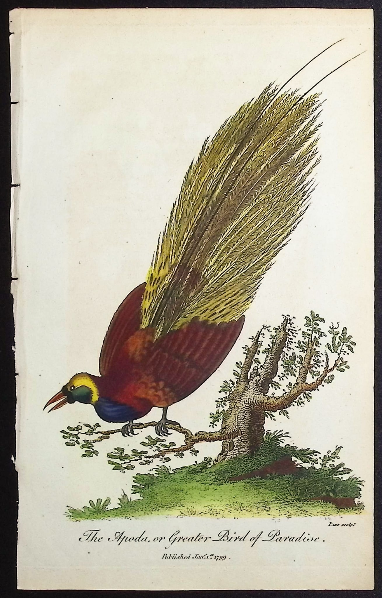 Linnaeus & Sibly - The Apoda, or Greater Bird of Paradise: This scarce first edition engraving is from Sir Charles Linnaeus & Ebenezer Sibley's A Genuine and Universal System of Natural History... or Magazine of Natural History. The work was published in Lond
